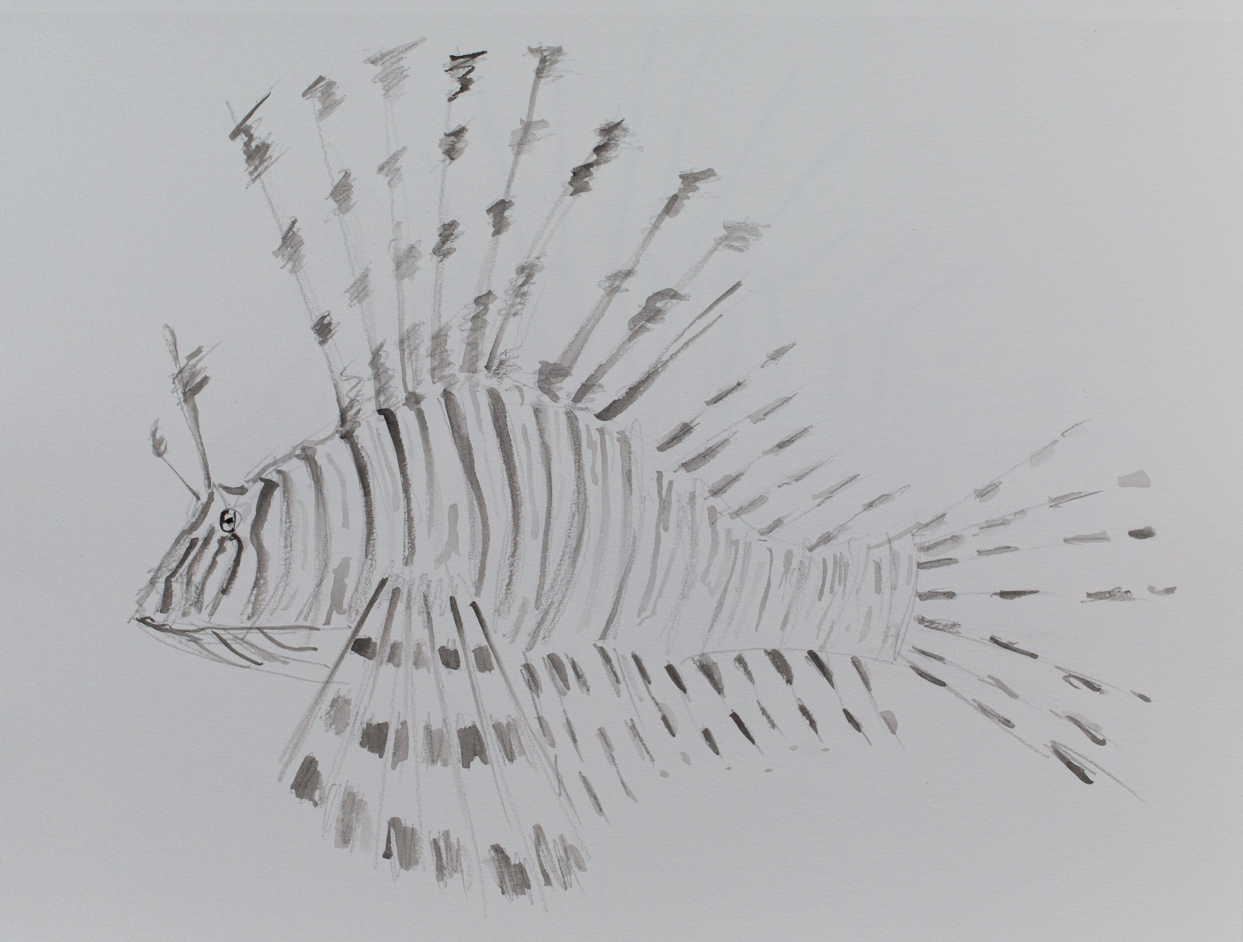 Lionfish drawing_12.jpg