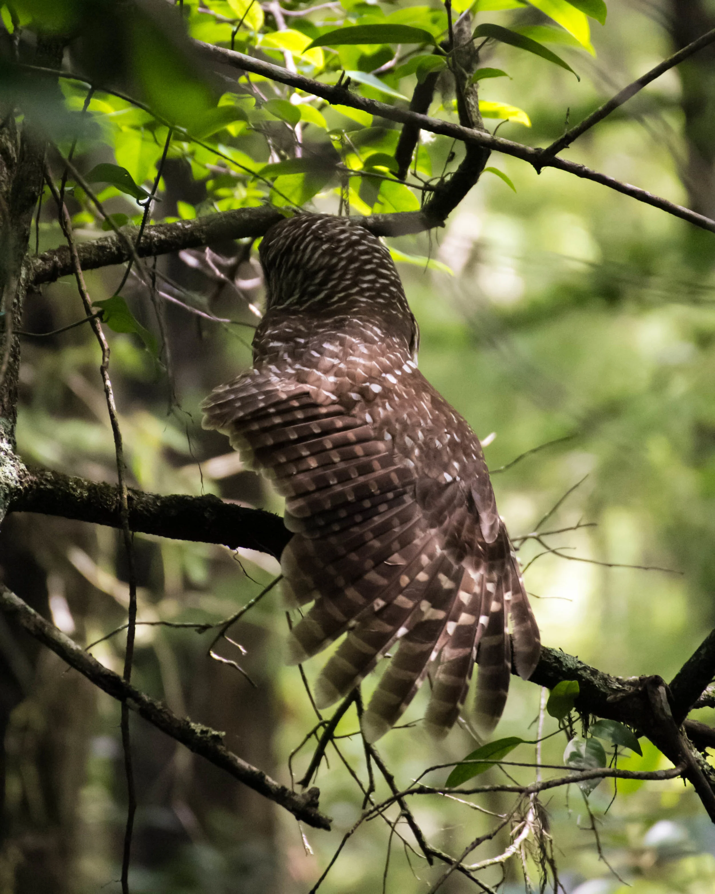 I photographed this owl last year (they never paid for the portrait session)