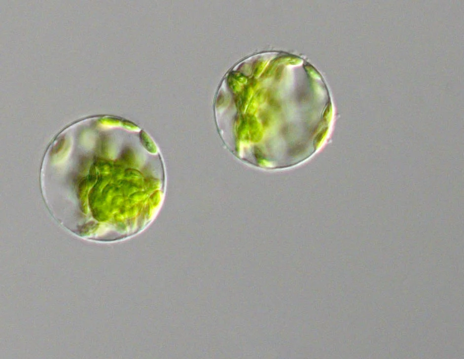 Moss protoplasts