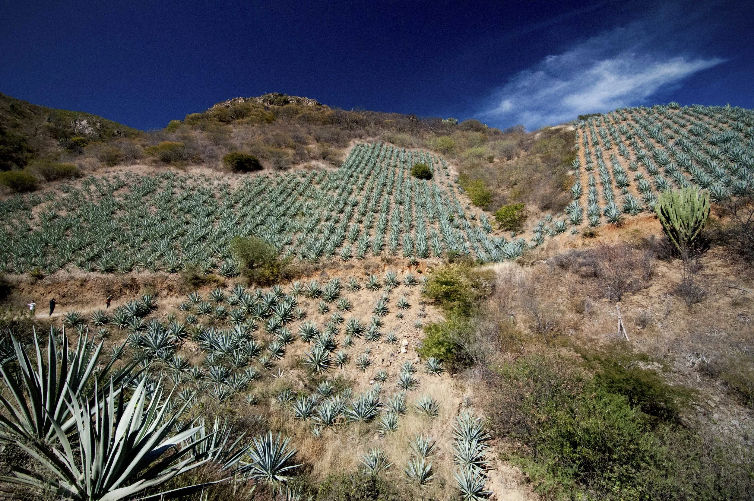 "Agave Espadin"