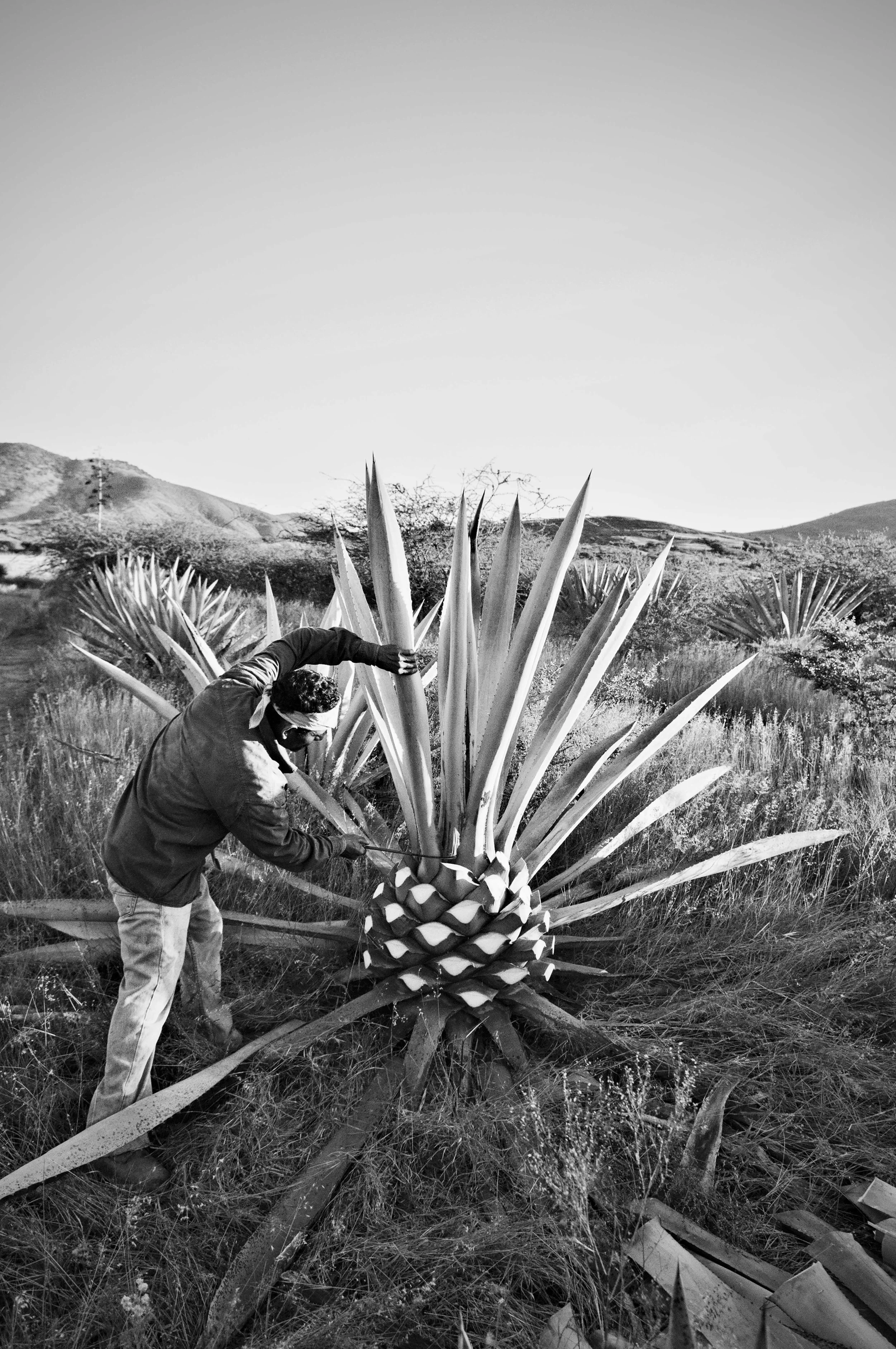 "La Cosecha"