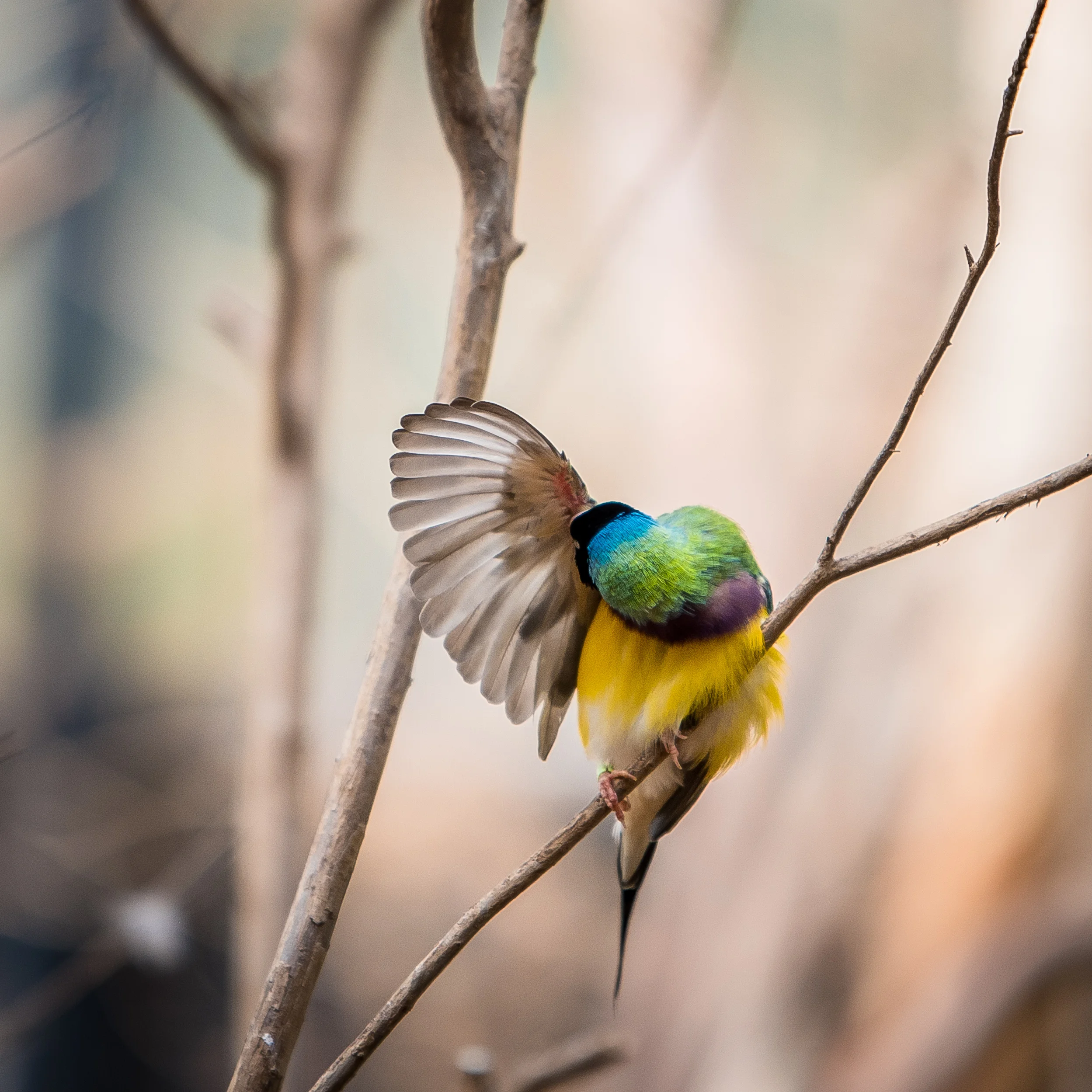 Healesville Wildlife Sanctuary