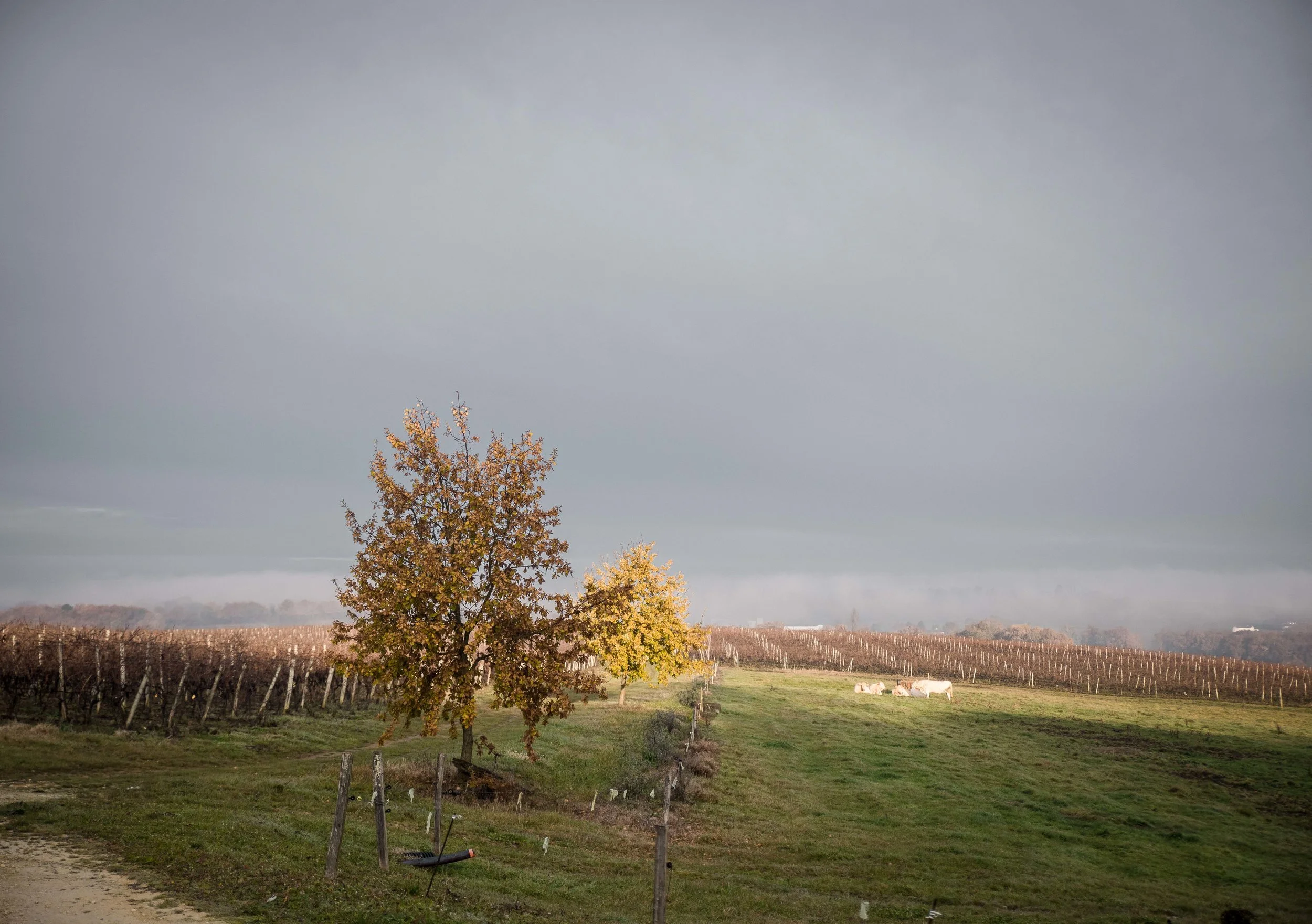 DSC_6047.jpg