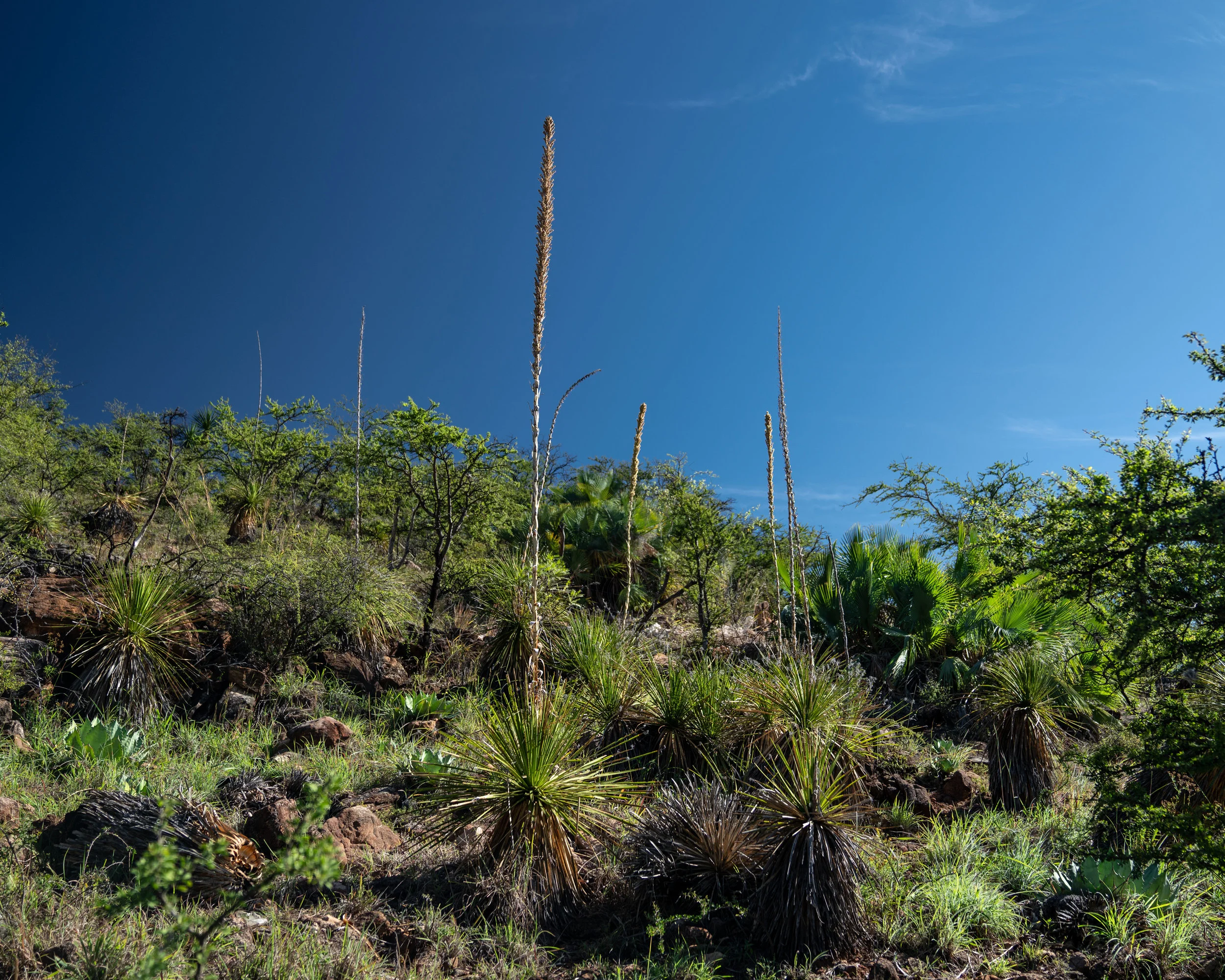DSC03953-2.jpg