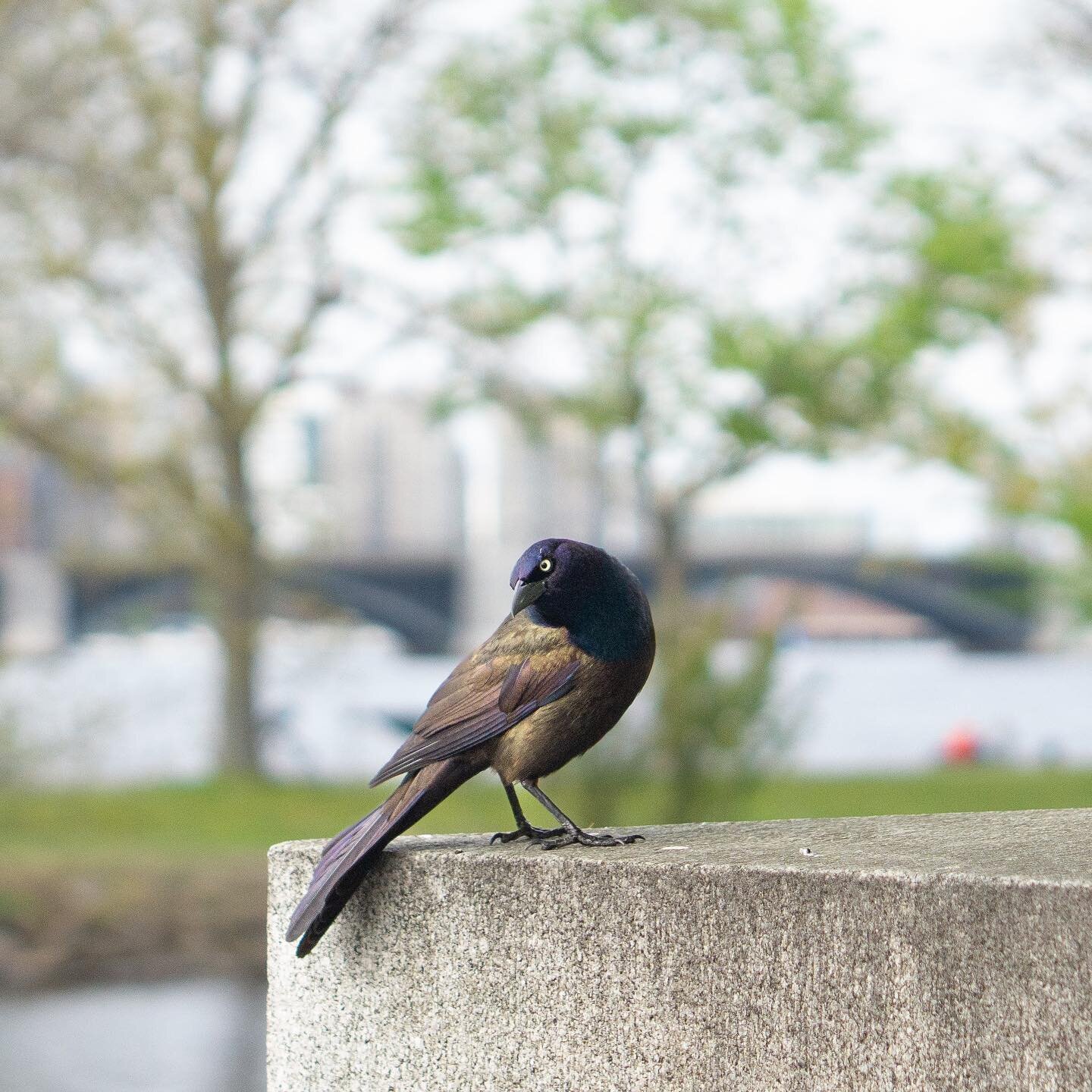 Made a friend the other day 🥰

Sonya6000
.
.
.
.
.
.
 #birdwatching #agameoftones #bostonglobelife  #birdphotography #usaprimeshot #birdstagram #iheartboston #bostondotcom #igersboston #igboston #igersnewengland #igersmass #followingboston #sonyalph
