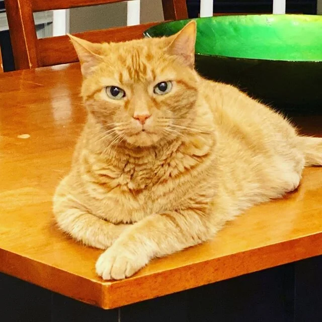Happy 15th birthday to this little, orange fluff. She&rsquo;s always been a comfort, a joy, and a great couch snuggler. Please enjoy this picture of Kirshy doing what she does best. Sitting on things. Happy birthday, K&ouml;chel! #musicnerdcatname #k