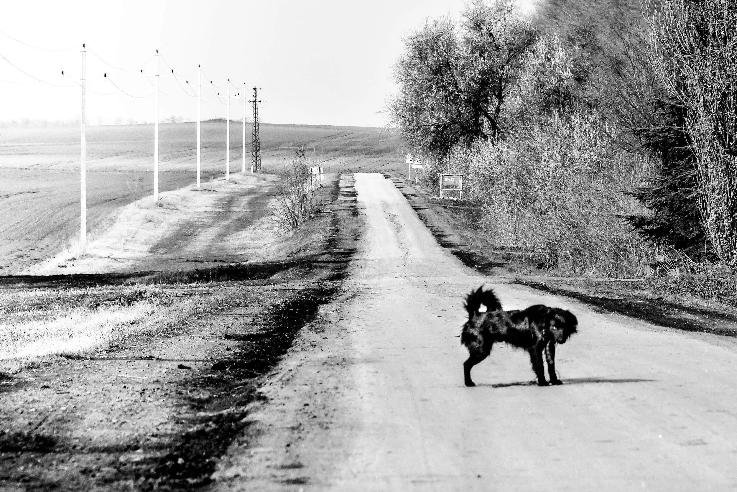 dog watching the lonely road near OBORNJAČA first dead village in Vojvodina