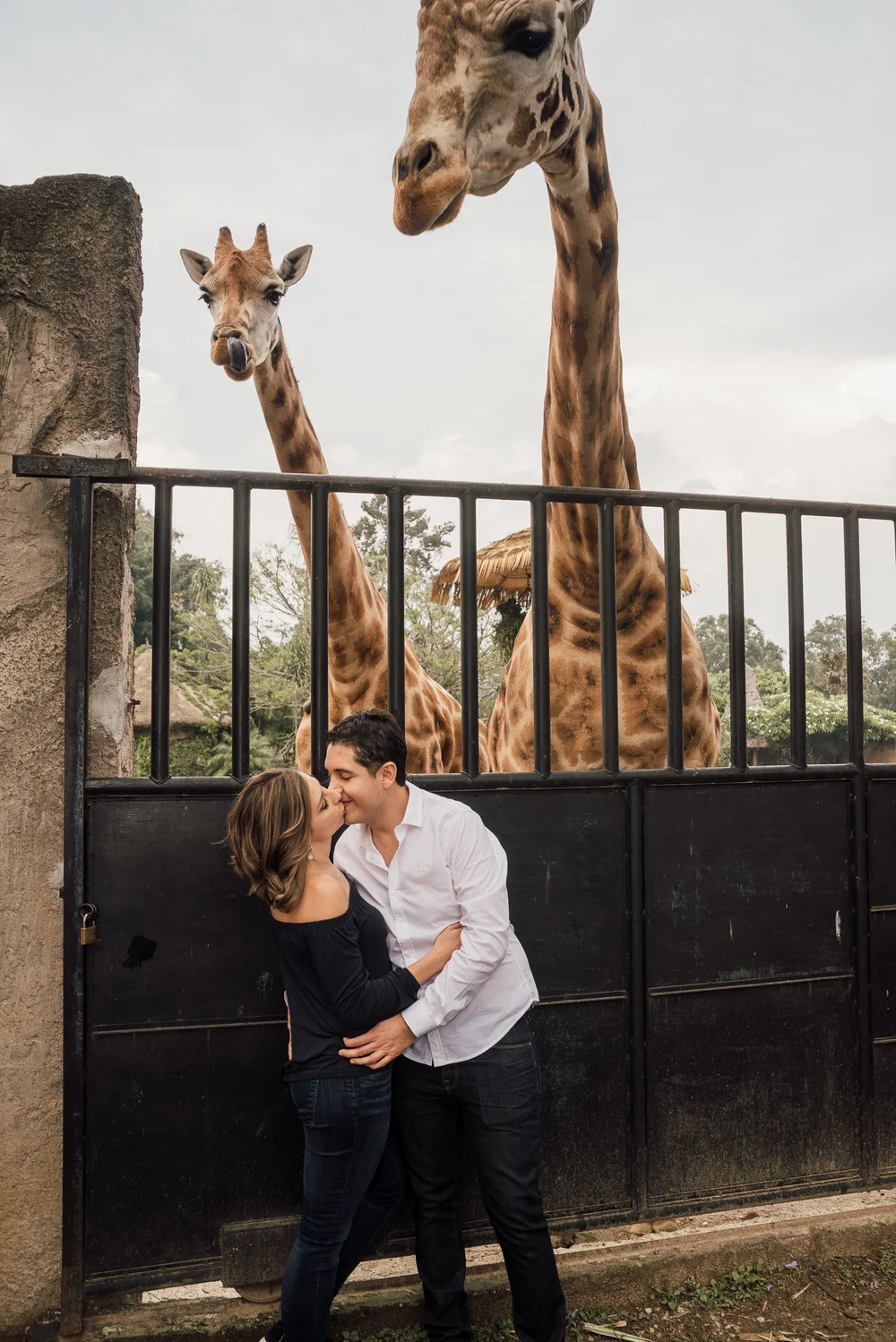  engaged in love couple in Guatemala Zoo La Aurora 