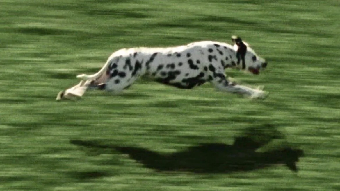 101 Dalmatians: Disney X Givenchy