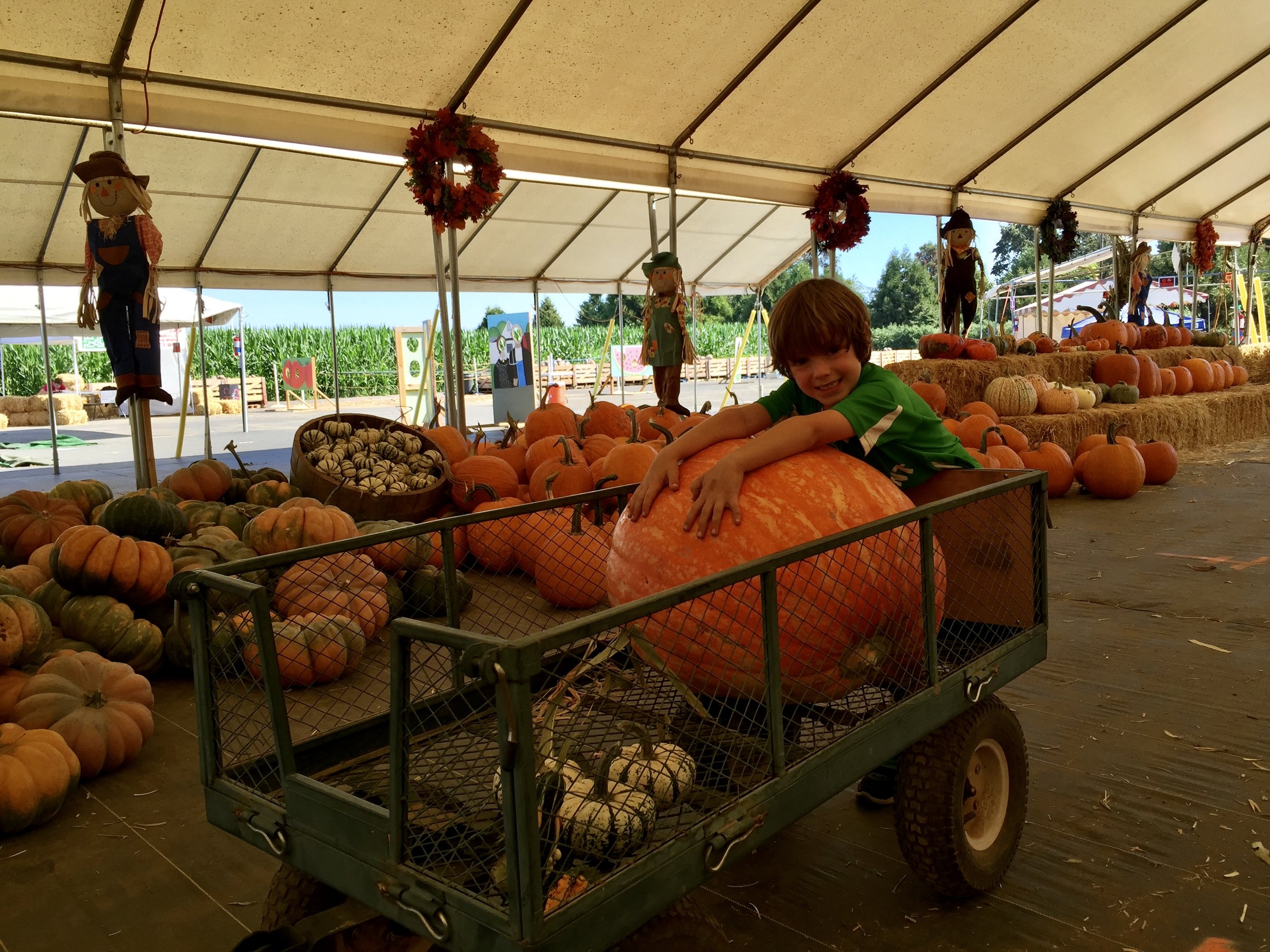   2014 – Our pumpkins get bigger every year  