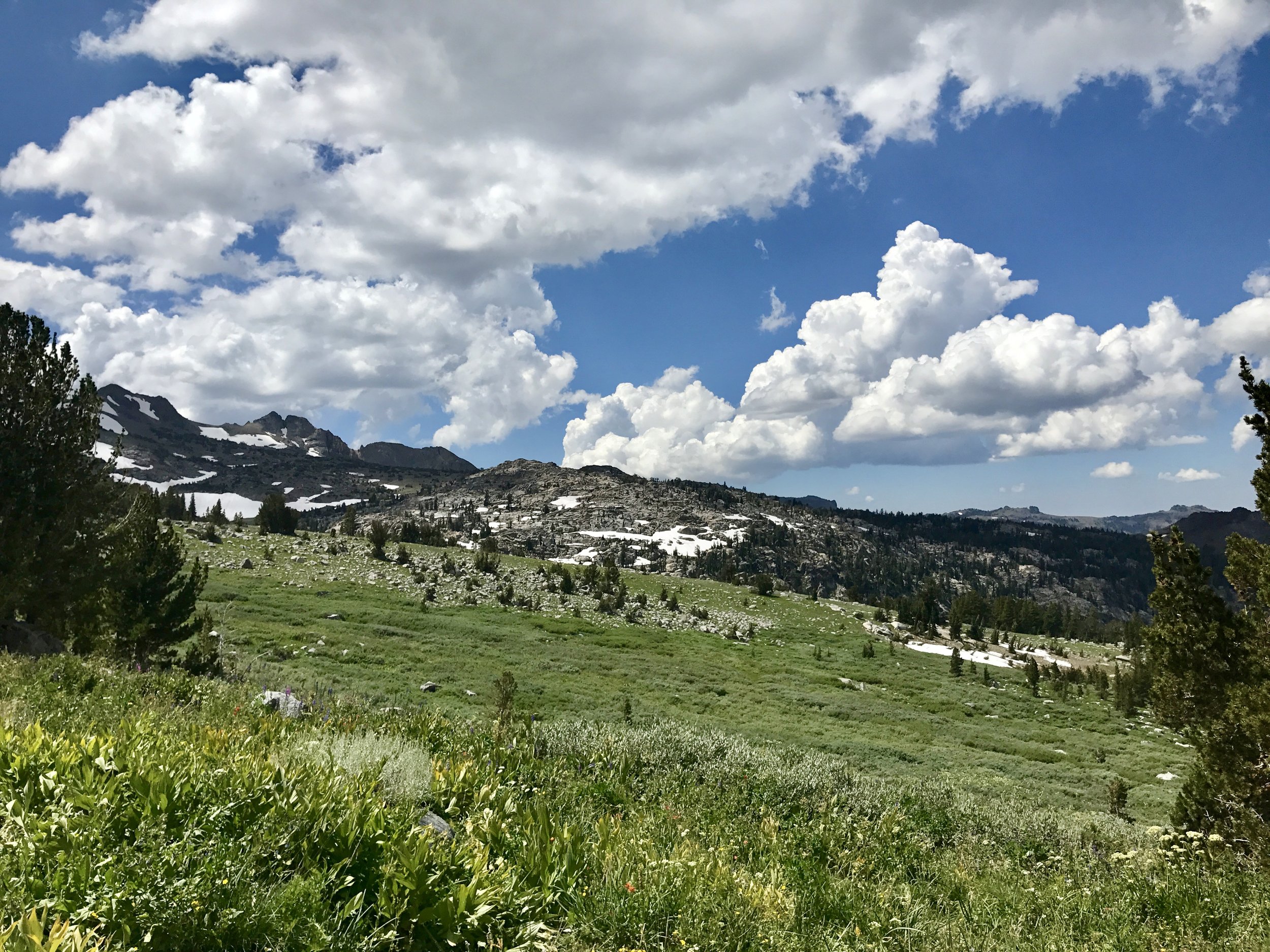   The forest gave way to massive meadows.  