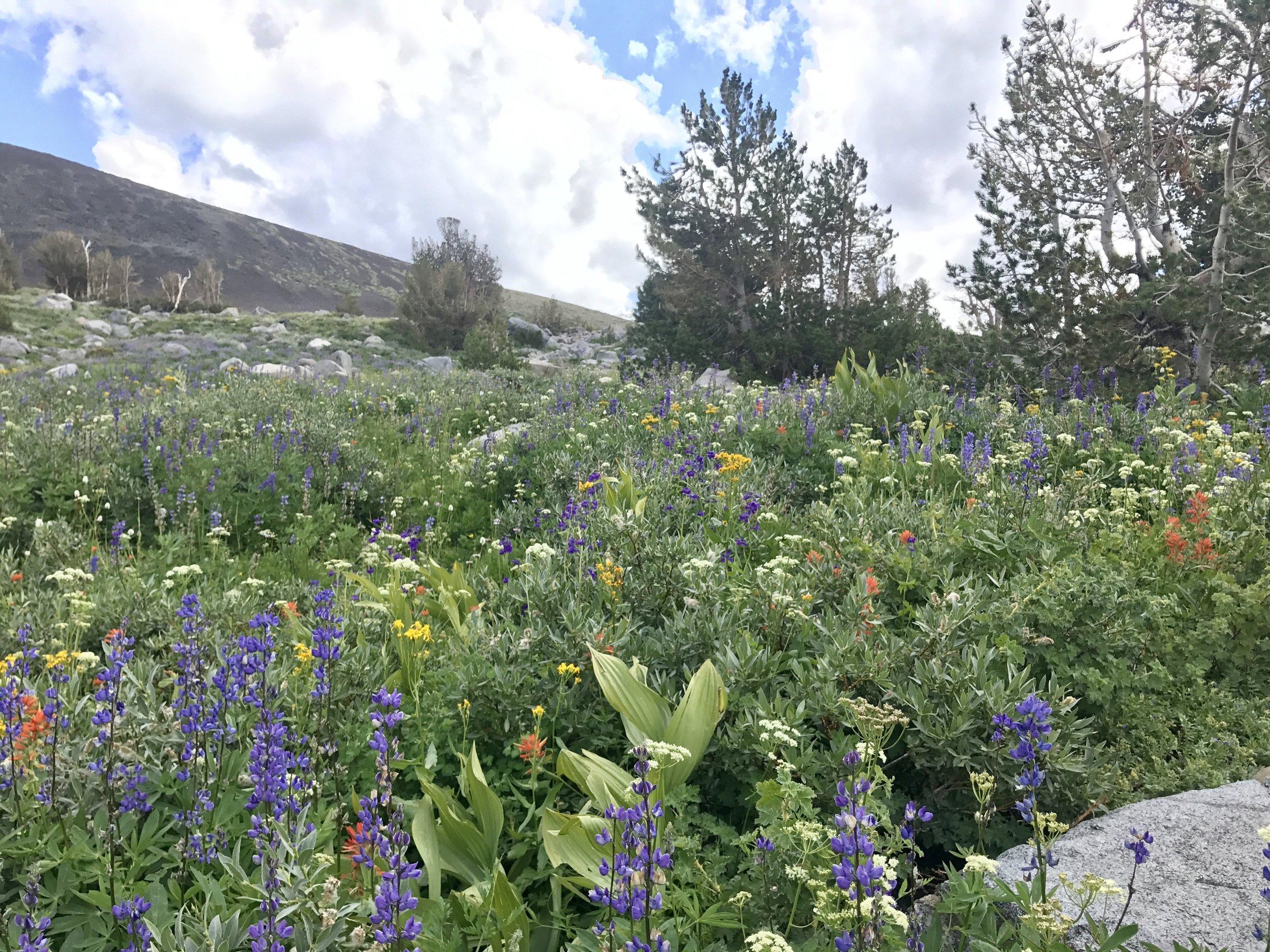   Technically, wildflower season lasts until mid-August, but there is still so much snow melt and water that they were in full bloom.  