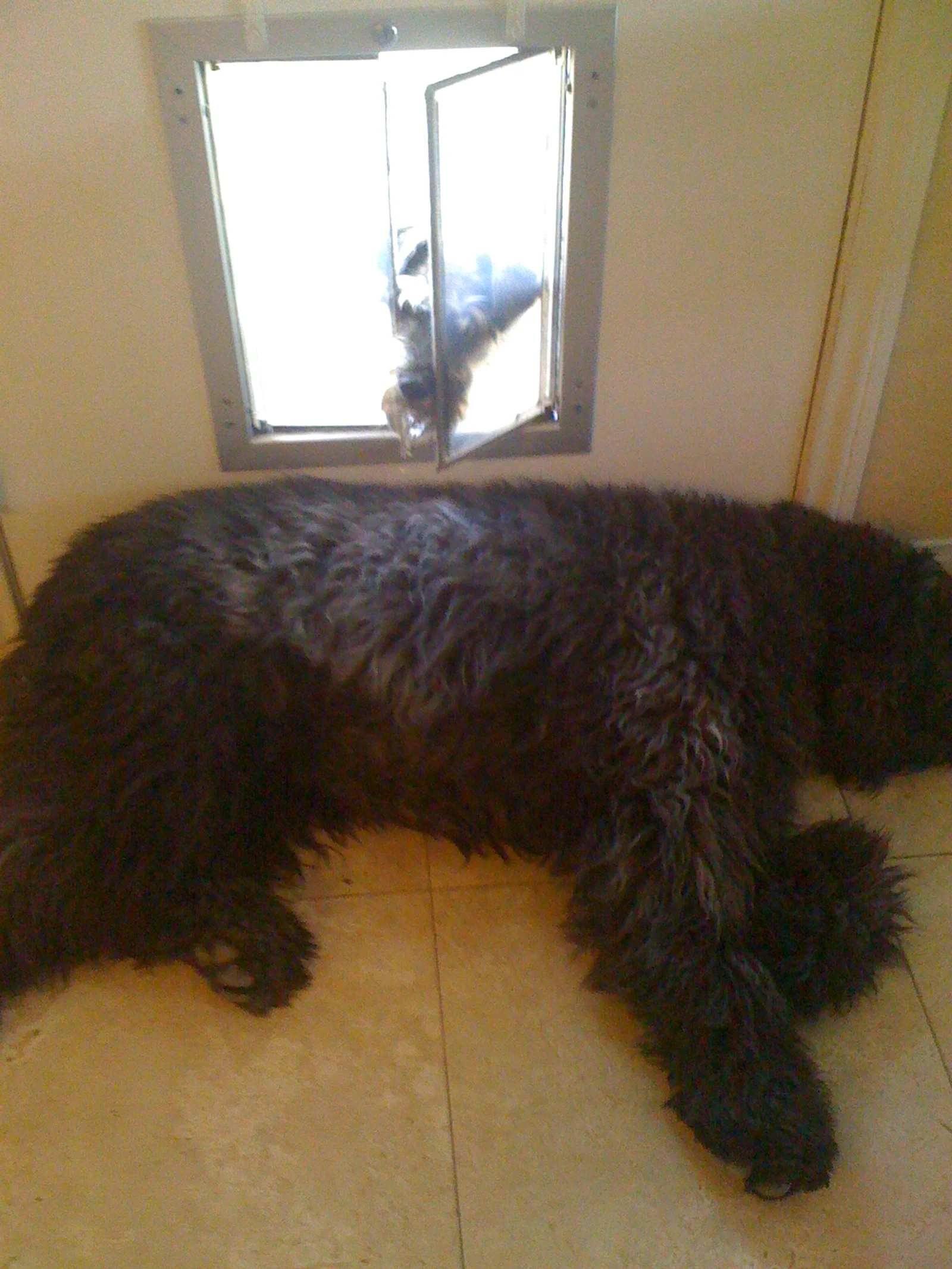  Henry trying to get through doggy-door while Wallace blocks it. 