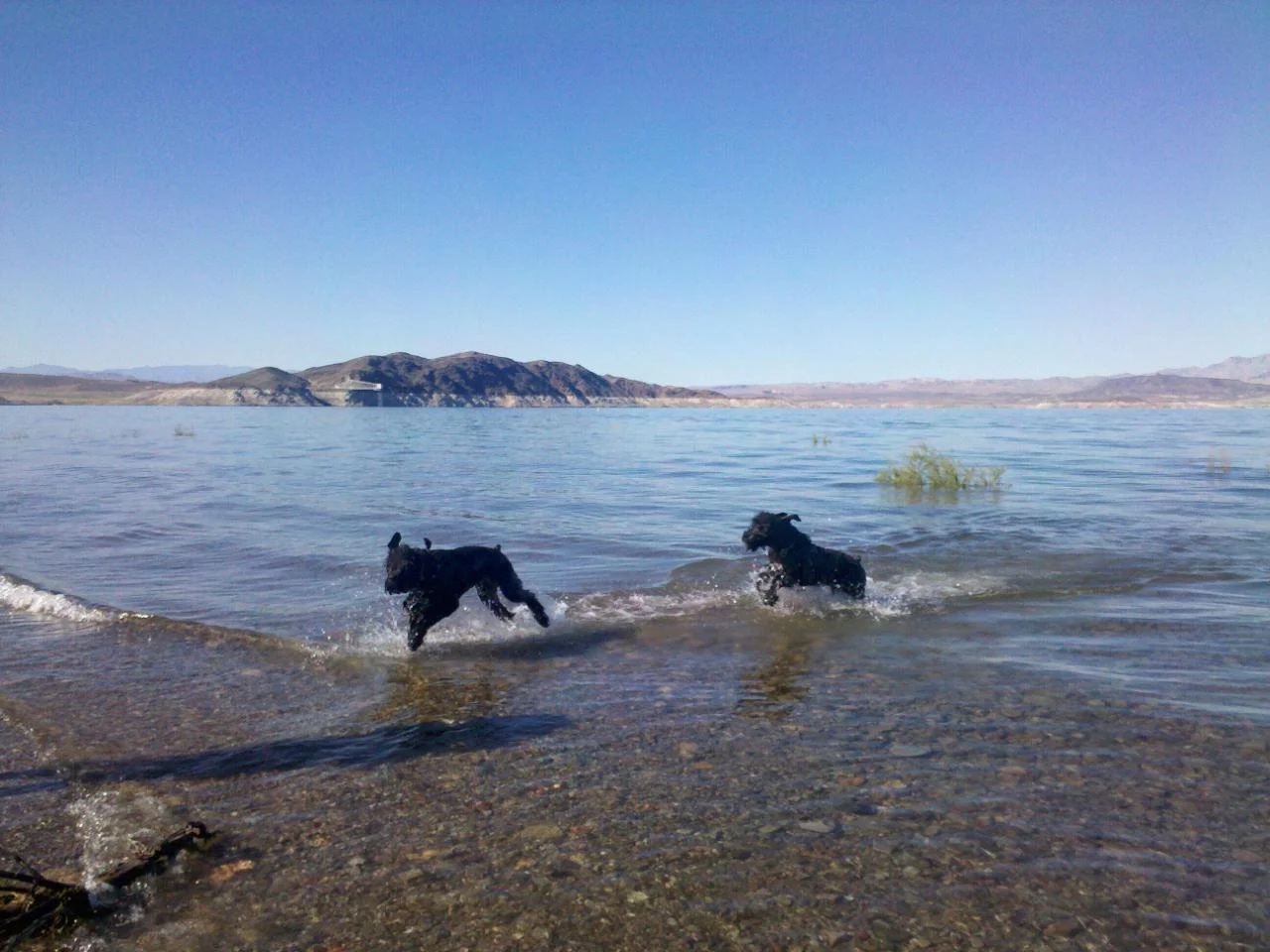  Wallace (left) and Atlas (right) at Lake Mead 