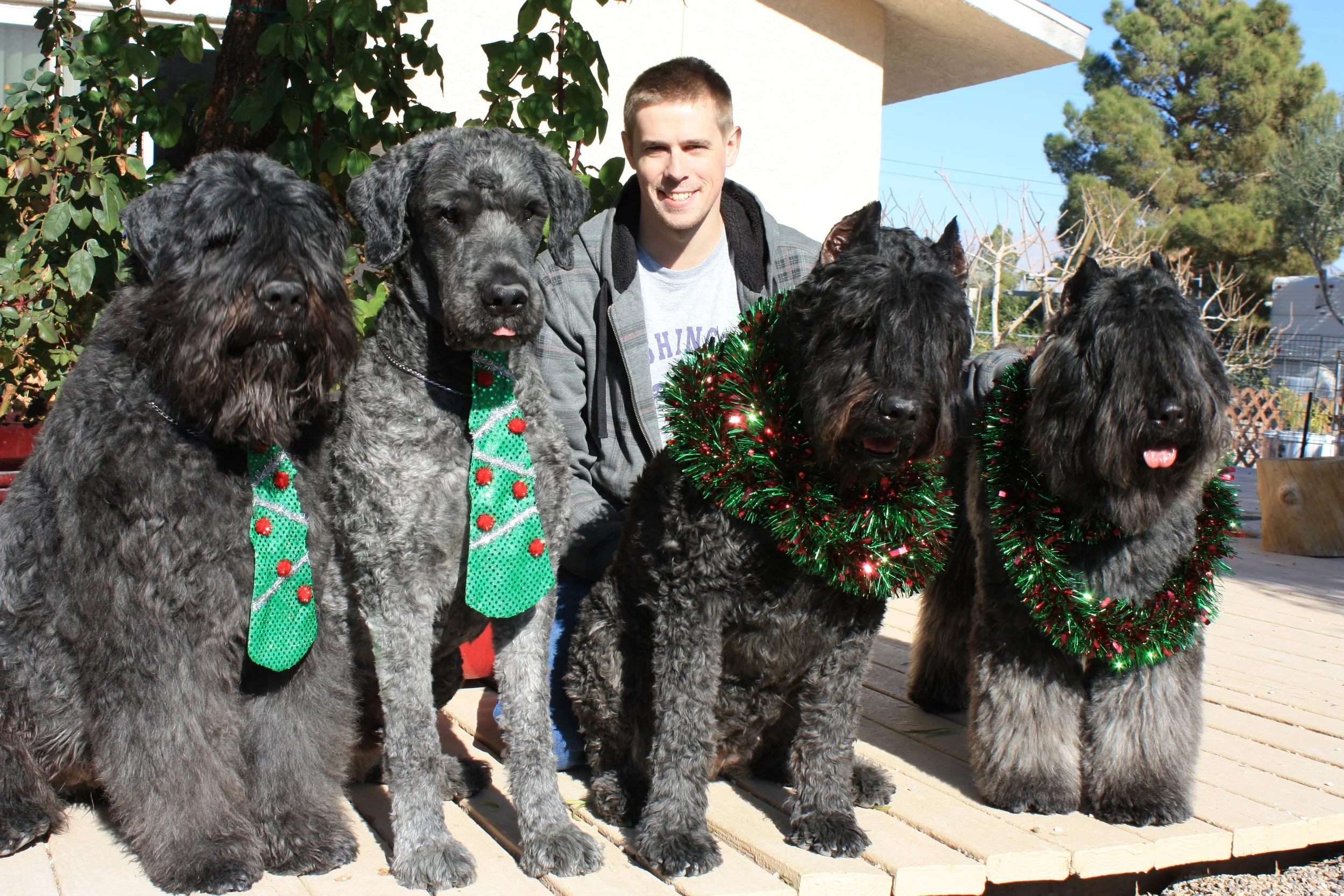  Christmas in Vegas - from left to right: Wallace, Atlas, Evan, River, Ruffy 