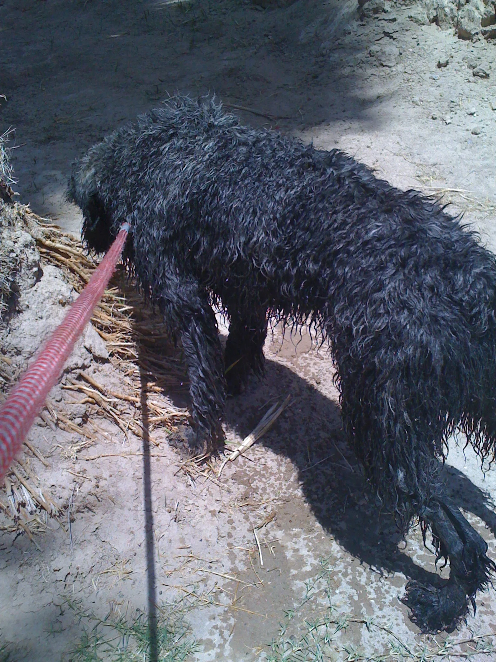  Atlas going on adventures 