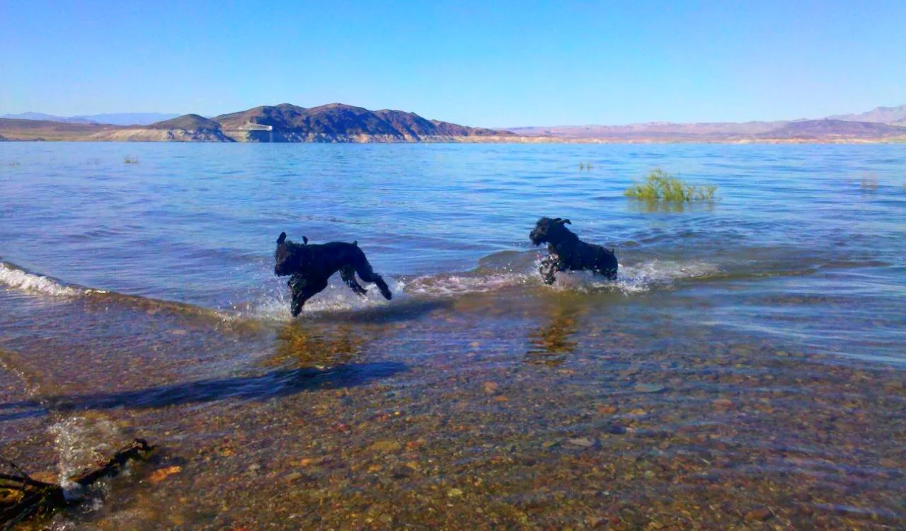 lake-dogs.JPG