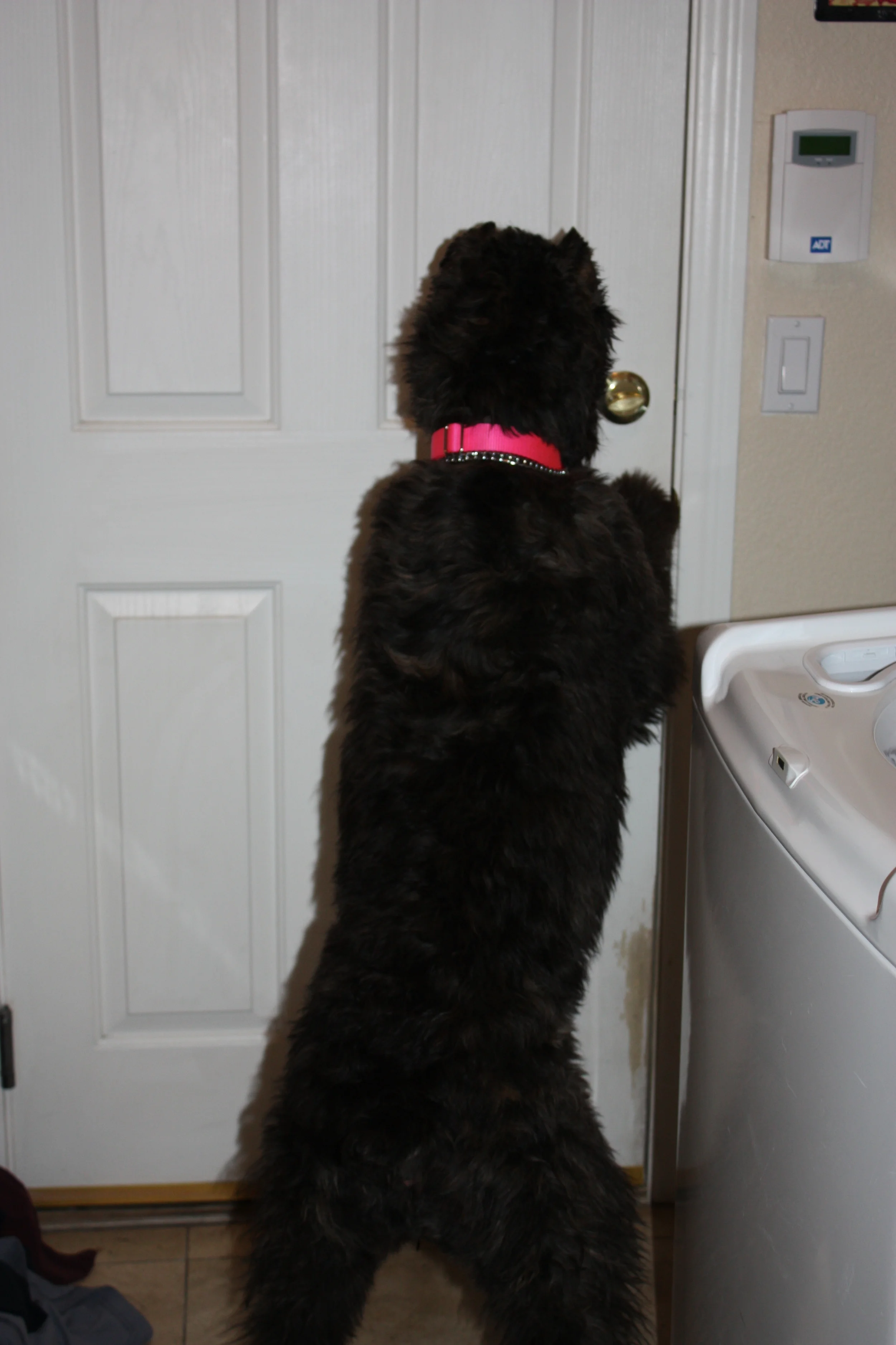  River figured out how to open doors at a young age. 