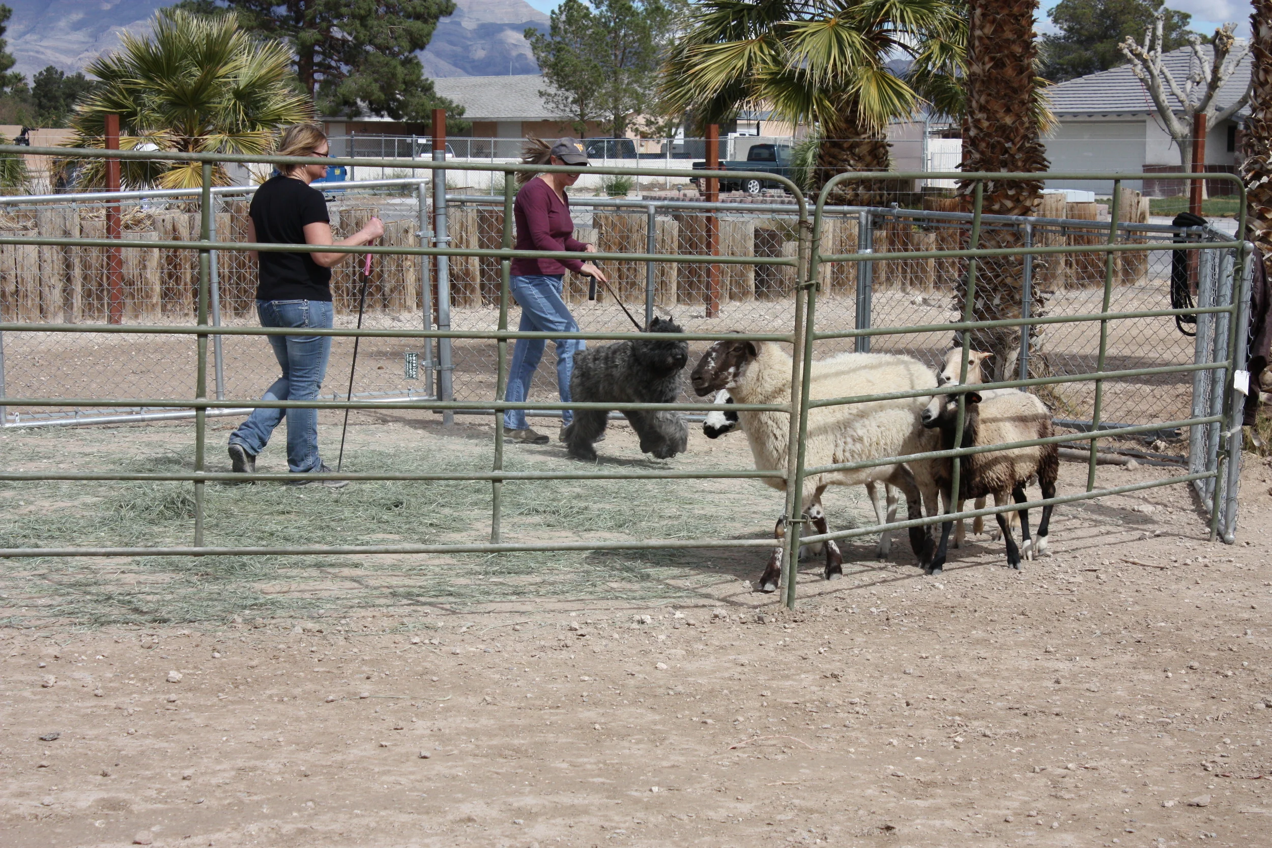  Reggie-Pharrell's&nbsp;half-brother "Oli" 