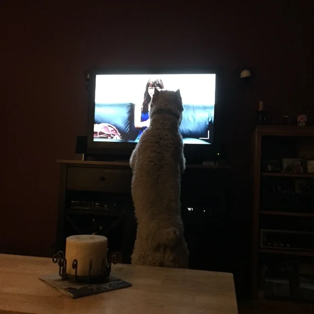  Reggie-Pharrell watching TV. 