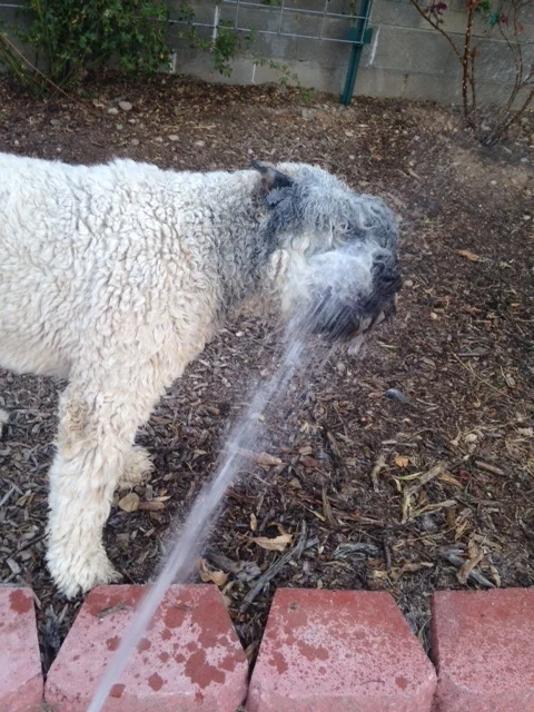  Reggie-Pharrell: "Just gonna get me a refreshing drink of ARGHSPFBAARGHS" 