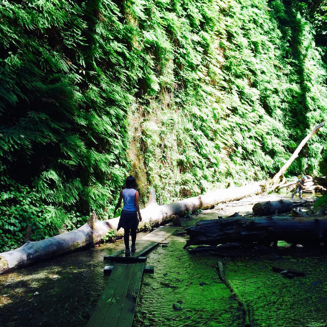 Fern Canyon in Redwoods (where Jurassic Park was filmed!)