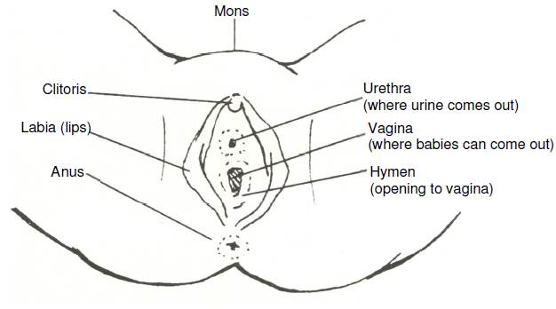 IMAGE OF VULVA , THE EXTERIOR OF THE VAGINA. 
