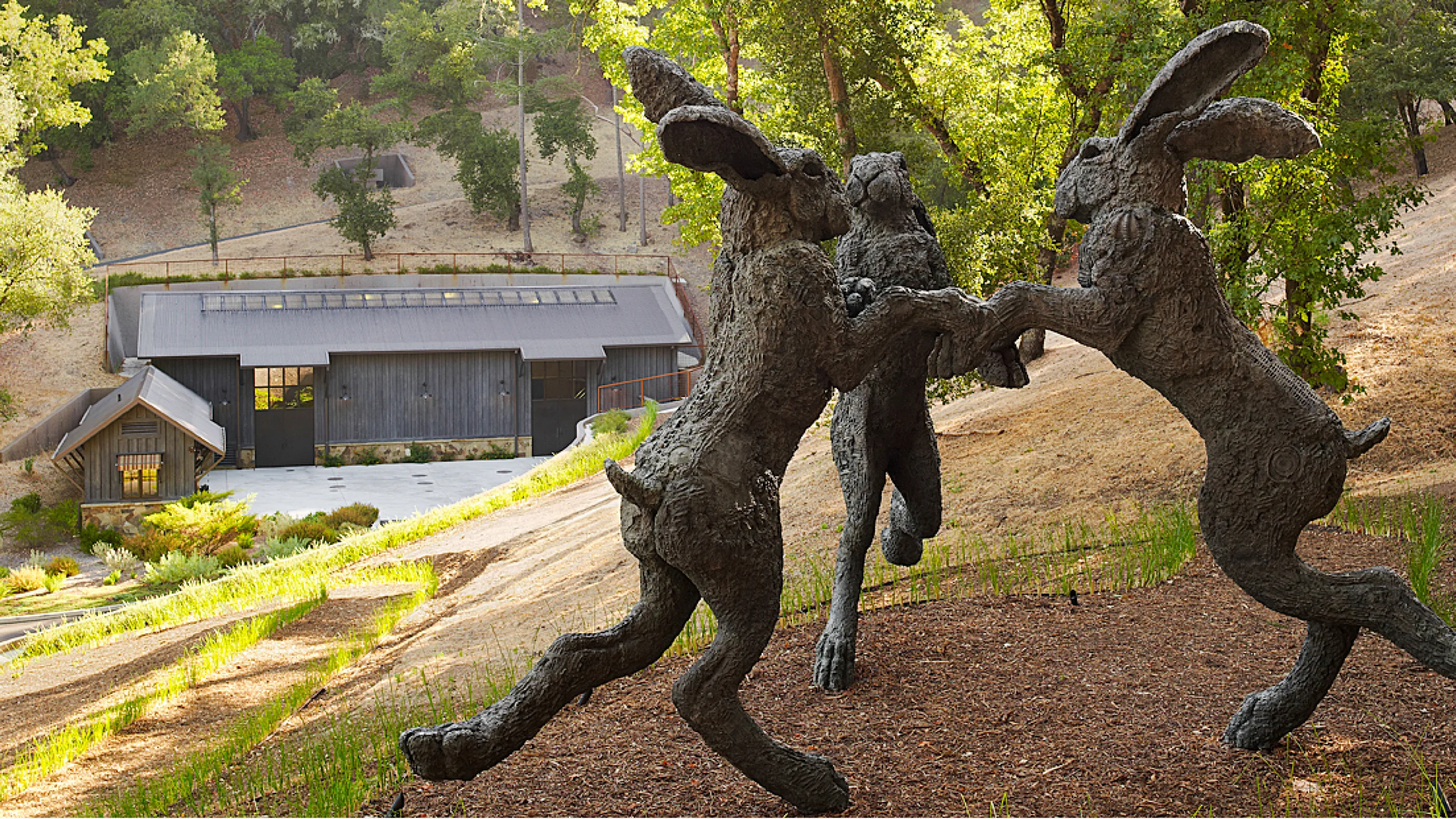 DancingHaresPhoto.jpg