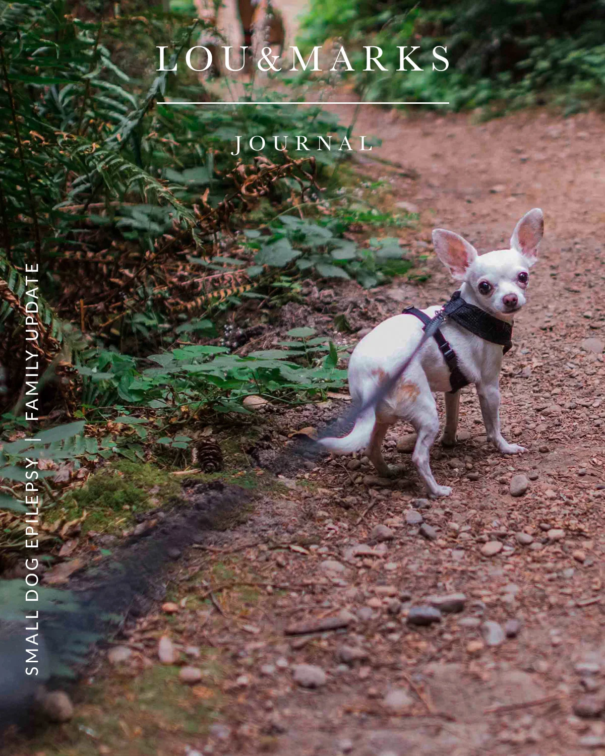 Our Small Dog’s Epilepsy Battle Update 