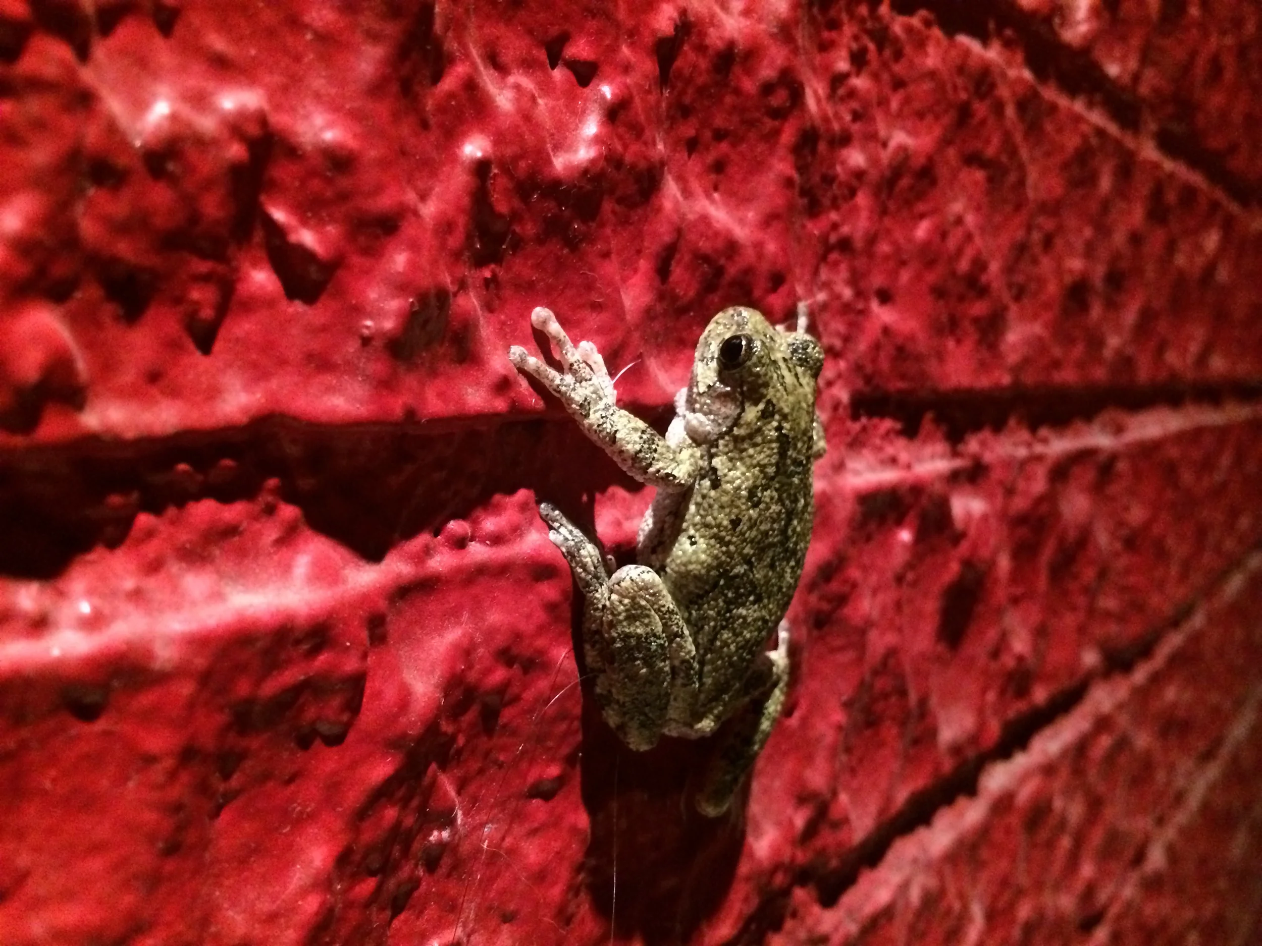 Late Night Bar Hopper