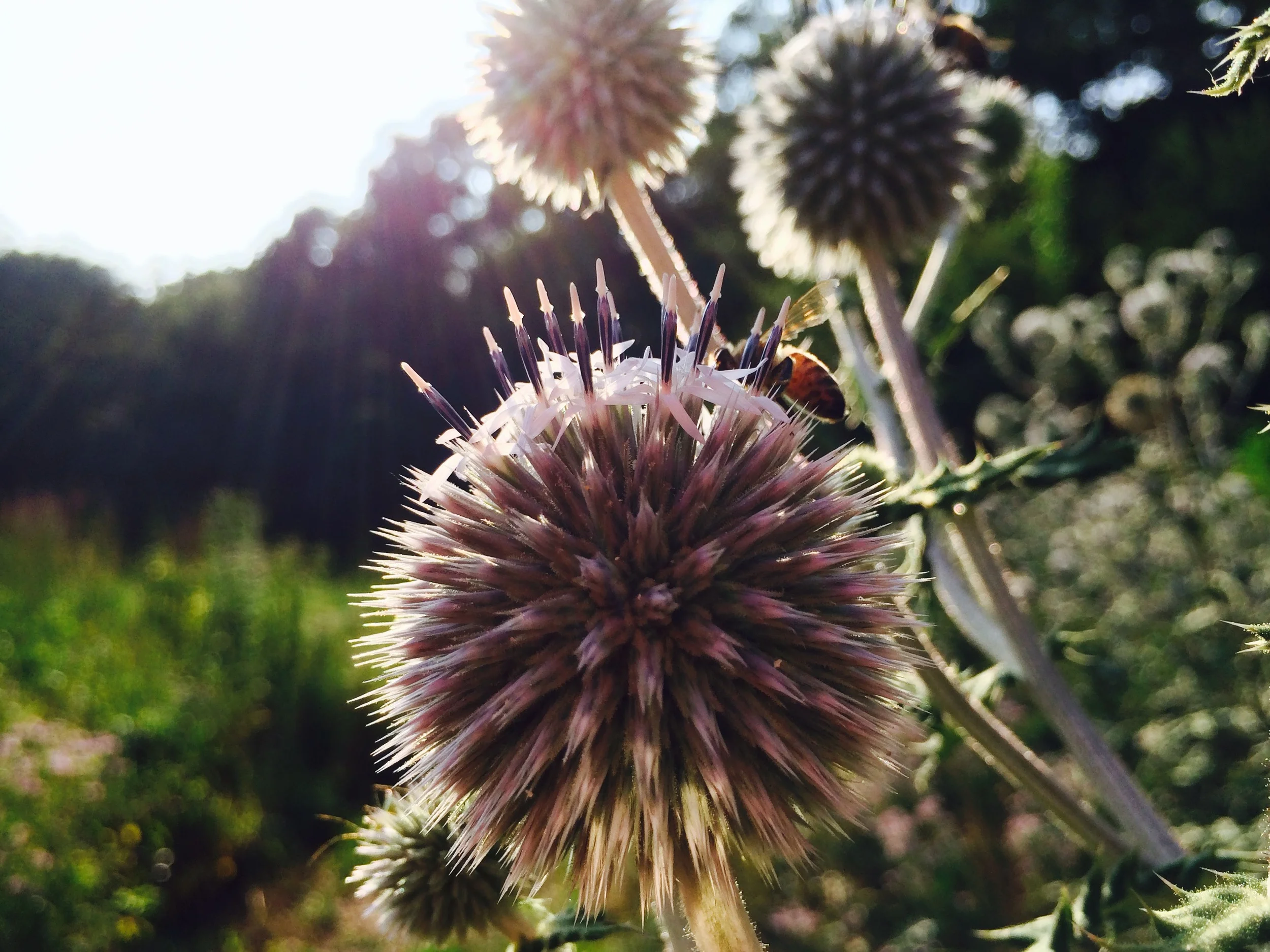 Two Bees