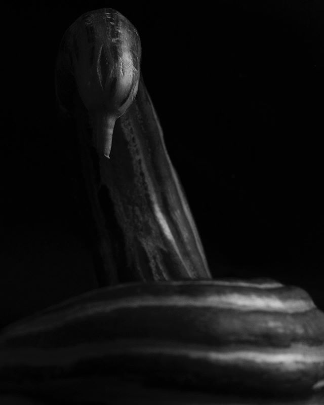 I'm waiting for my film from France to be developed. In the meantime I'm trying my hand at some still life.

Cucumber no.1, inspired by Edward Weston.

#stilllife #stilllifephotography #blackandwhite #snake