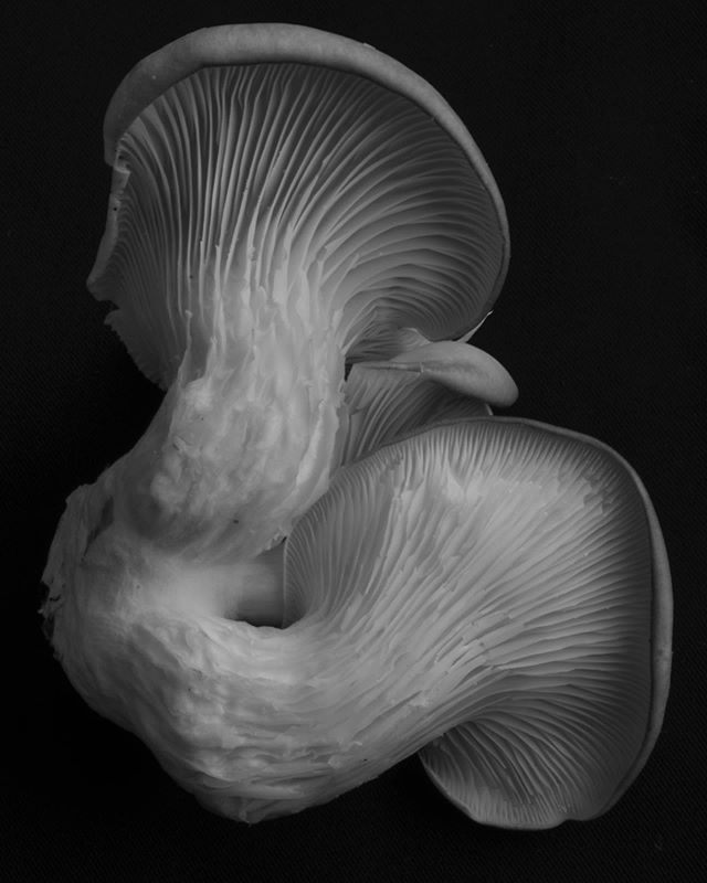 Umami flavored curves.

Photo inspired by Edward Weston. Oyster mushroom grown by @kanesfamilyfarm 
#blackandwhite #mushroom #stilllifephotography #edwardweston