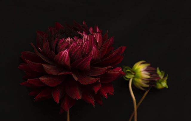 Dahlia.

I don&rsquo;t know why I stopped shooting still life for so long. Just ordered a book on Morandi, one of my favorite still life painters, to get inspiration for this weekend. More to come.

#stilllifephotography #dahlia #flowers