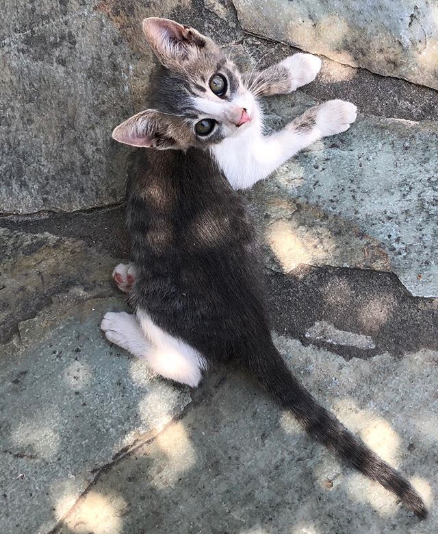 The true masters of the island 
#catsofthecyclades #paros #greece