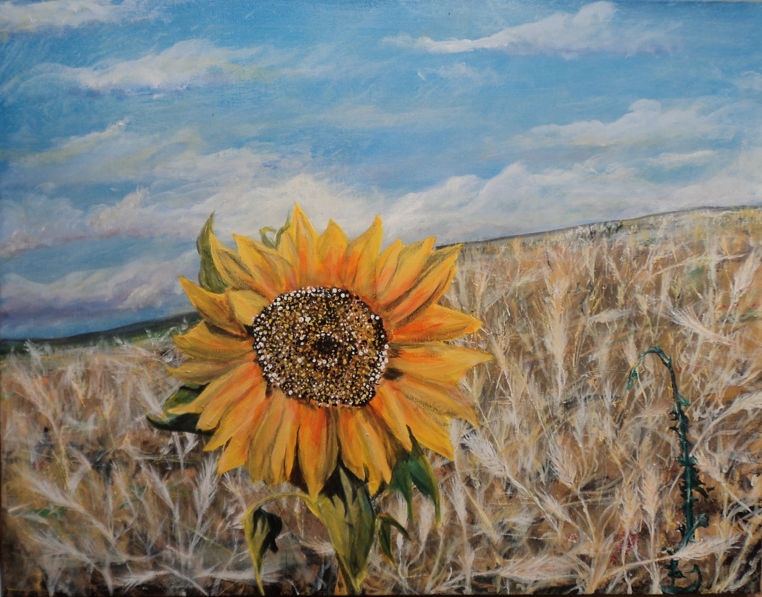 Sunflower and Foxtails