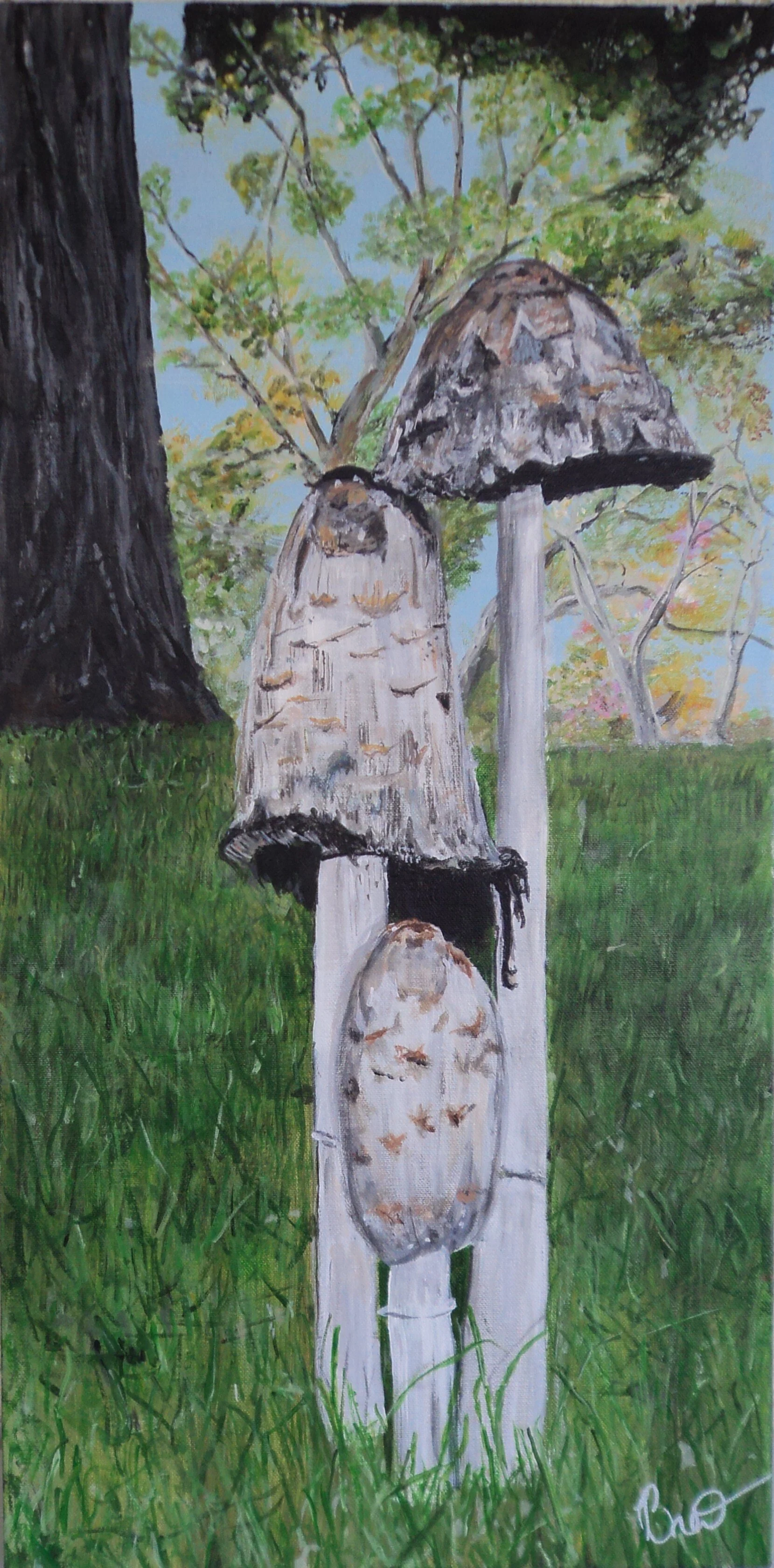 shRooms with a View.JPG