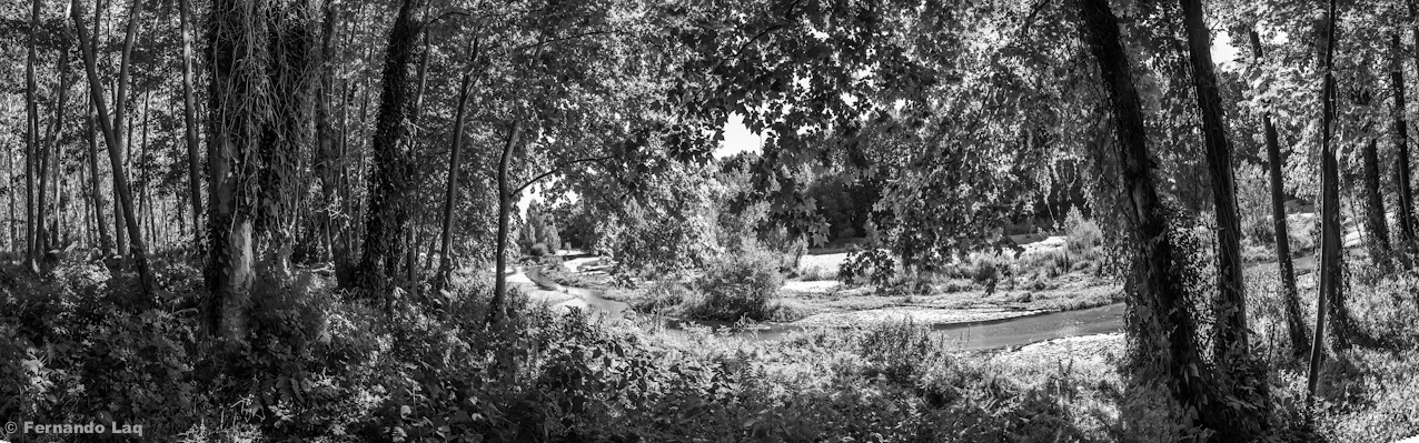 Arbres a la vora del riu 02.jpg