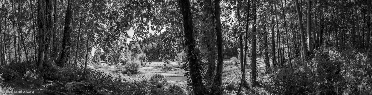 Arbres a la vora del riu.jpg