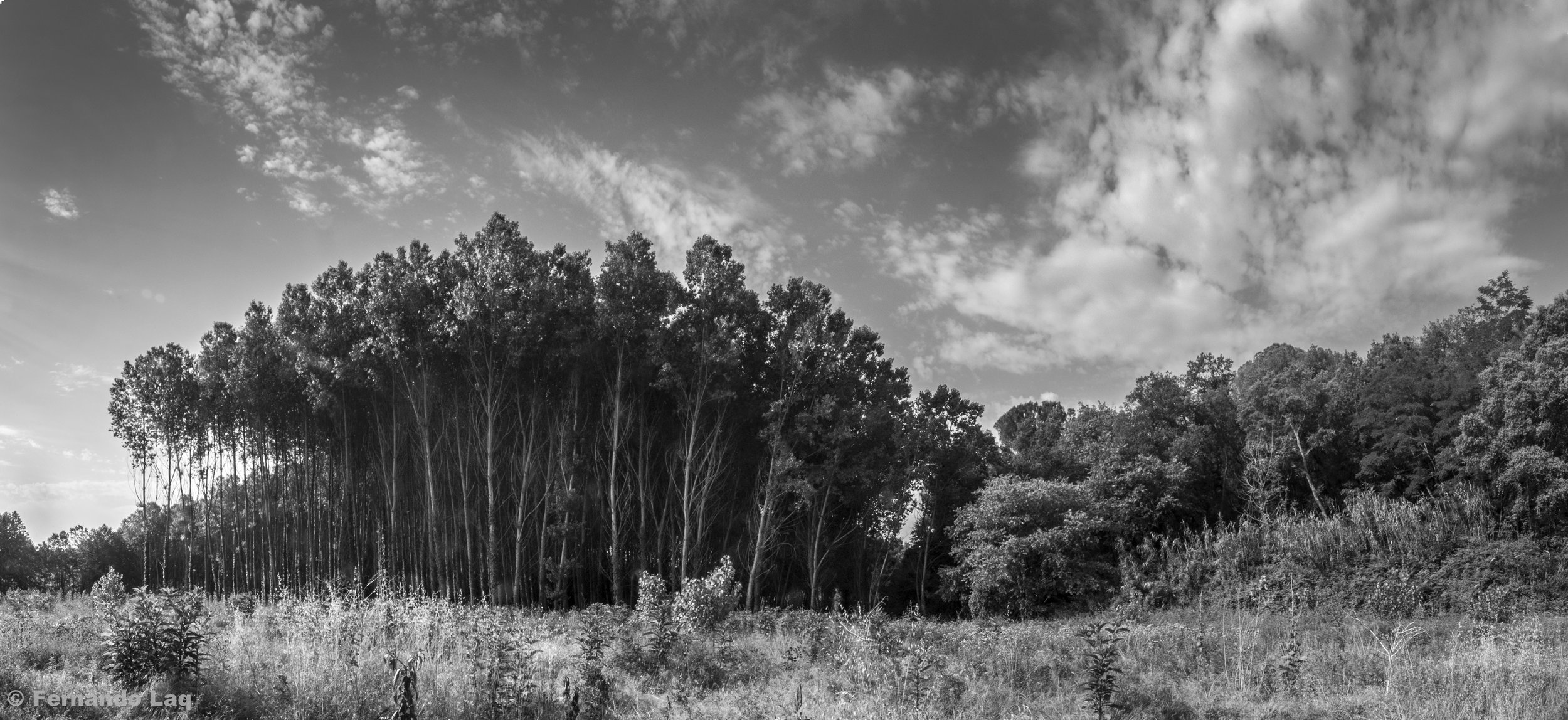 Bosquecillo.jpg