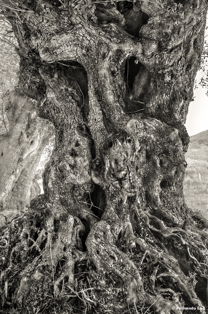 Pareidolies milenaries-5.jpg