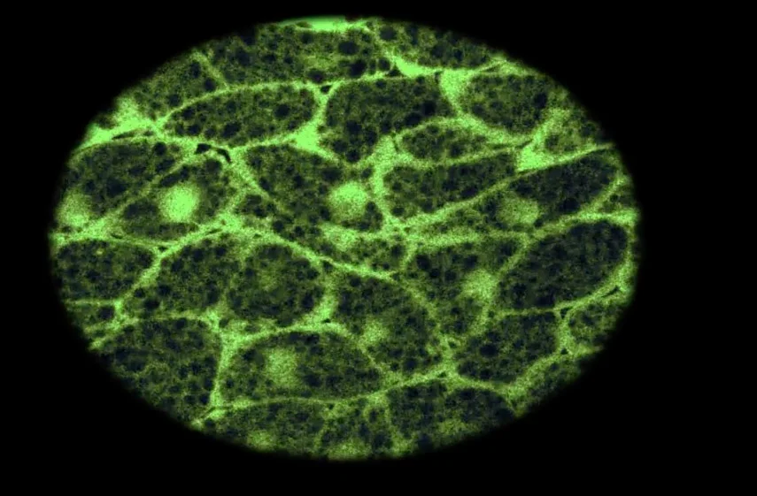 Cell video still, per Sway, 2017