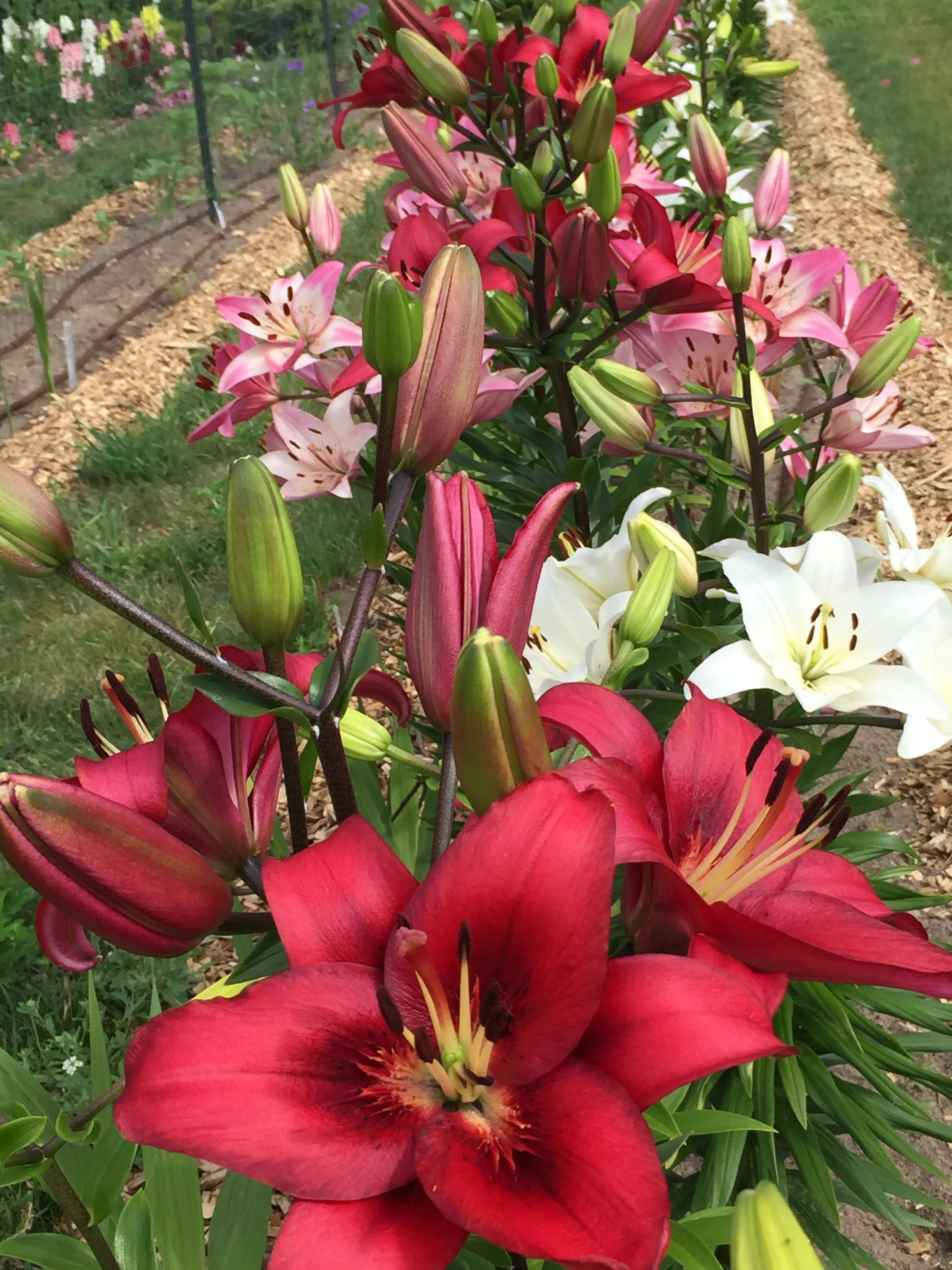 July Lilies