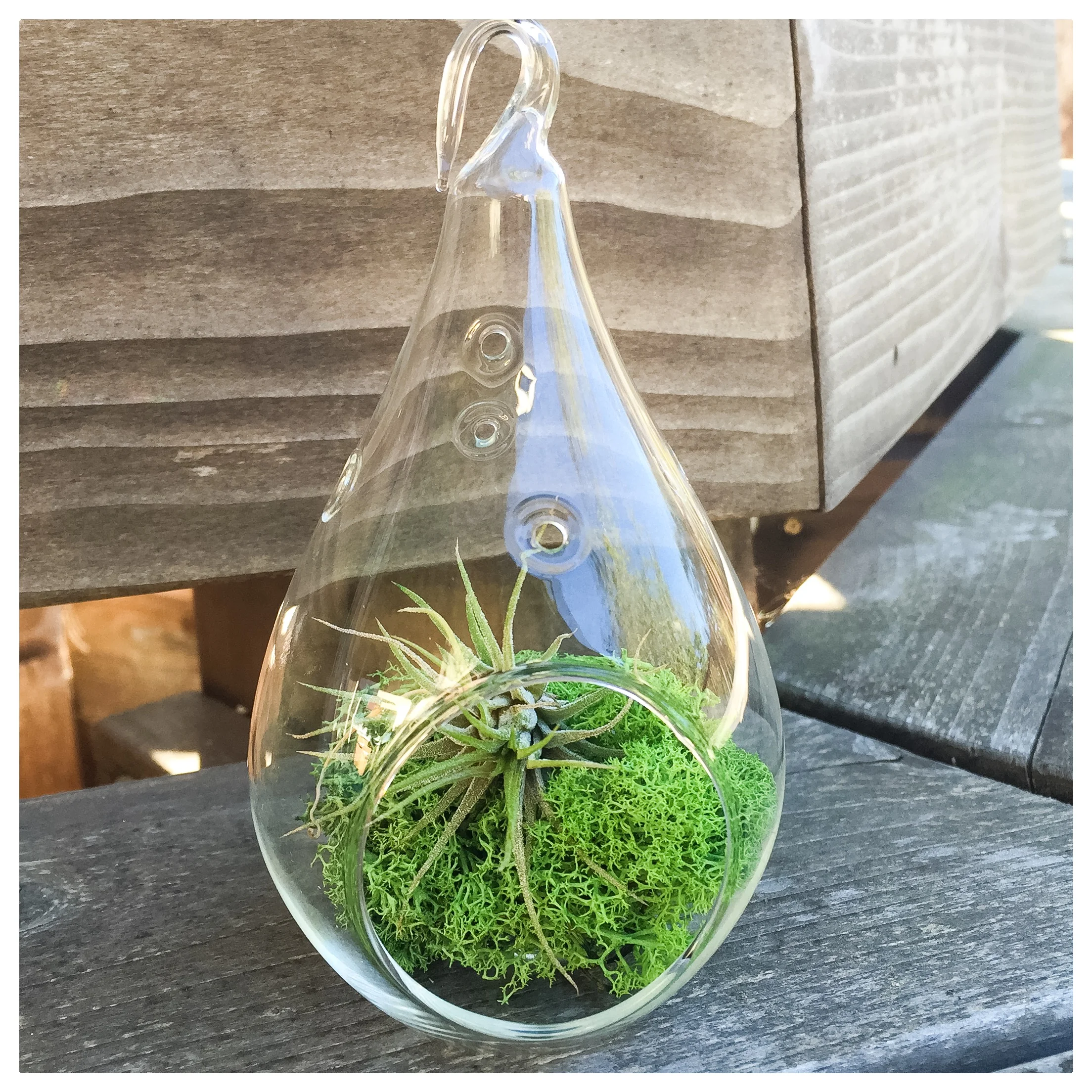 This little terrarium holds a tillandsia nestled on a bed of moss. Affectionally called the air plant, this little habitat will bring some green and life to your home with minimal attention. Instructions for care will be mailed to the winner. 