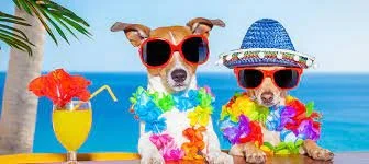 summer dogs.jpg