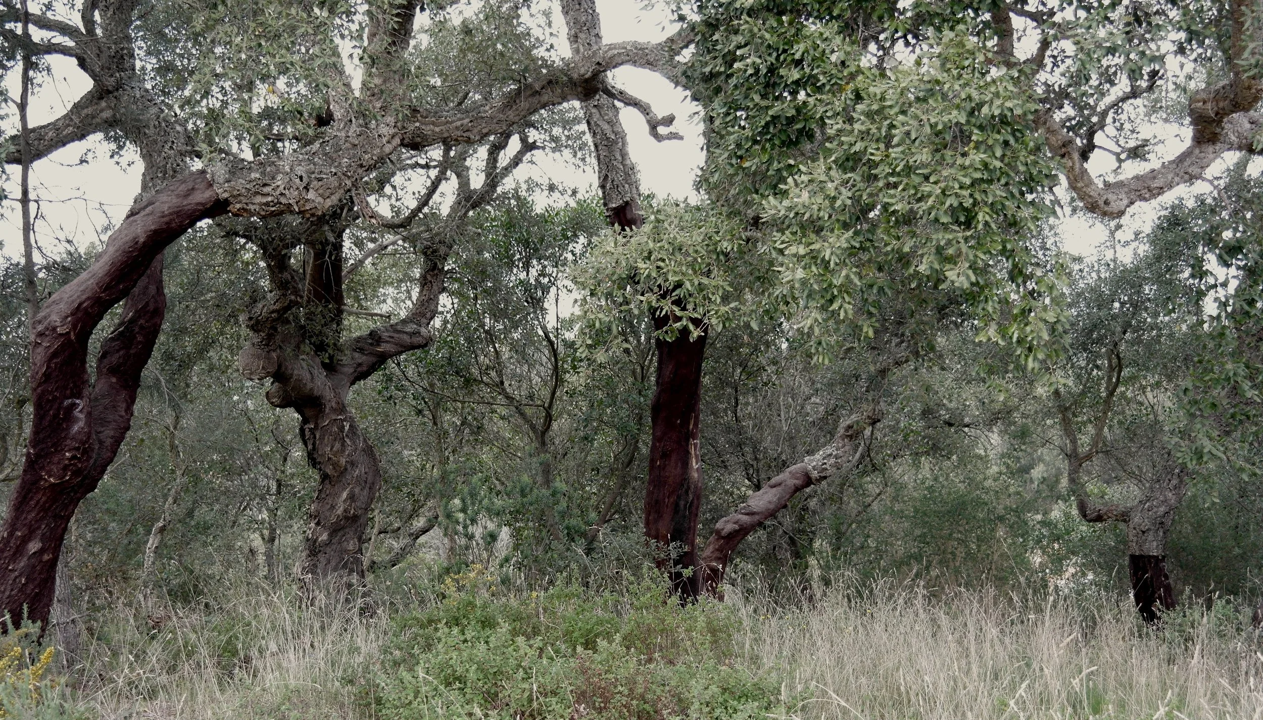 Kork oaks near Aljezur