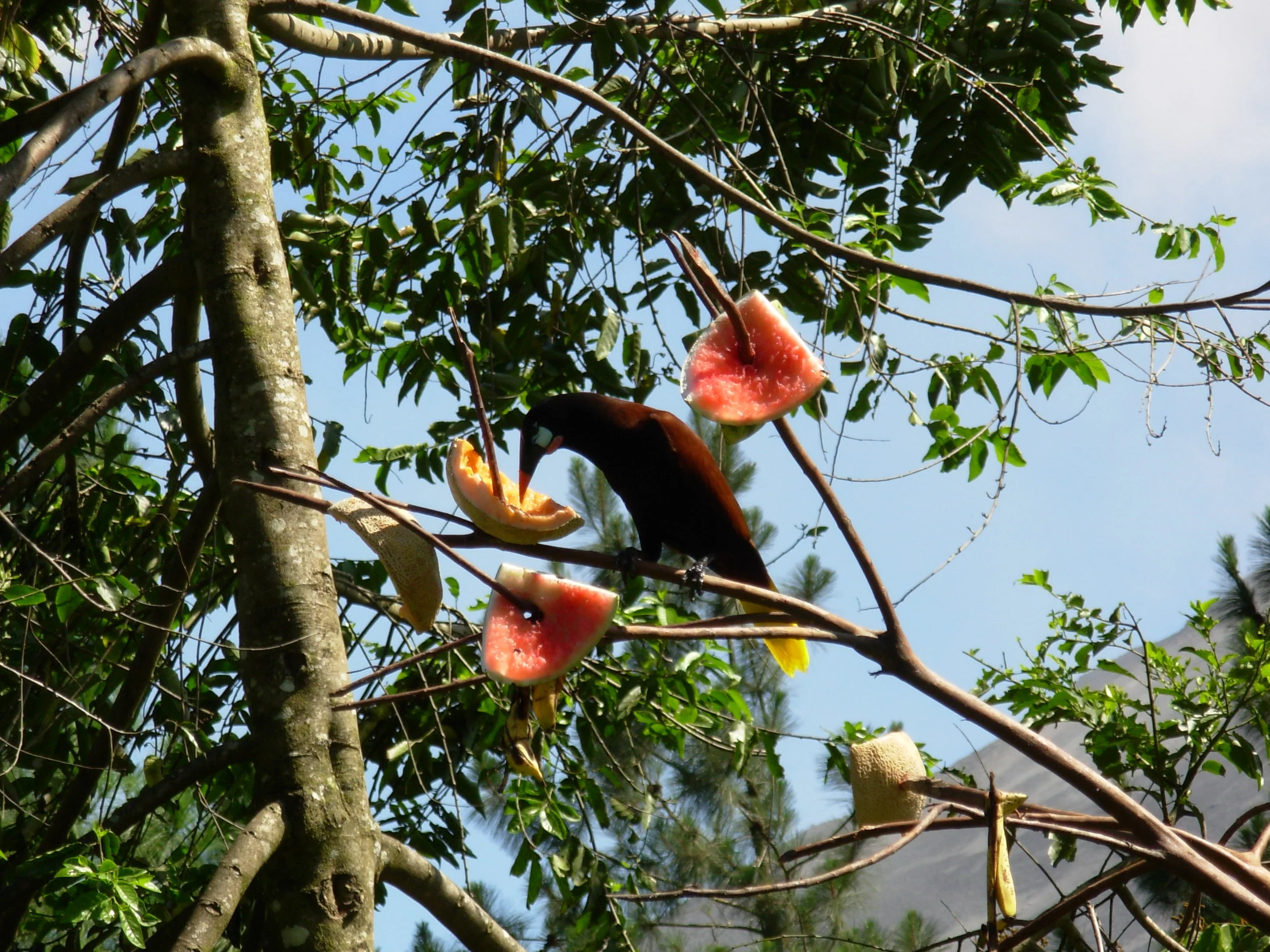 Montezuma Oropendula at Arenal Observatory Lodge, volcano in background.