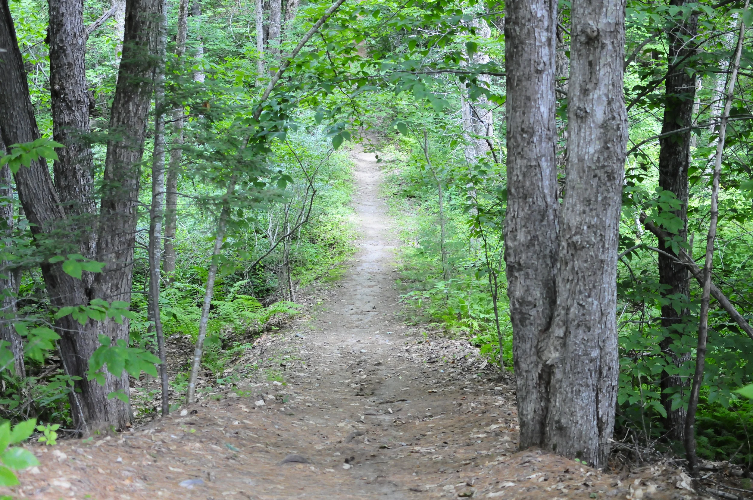 Trail to the lake.