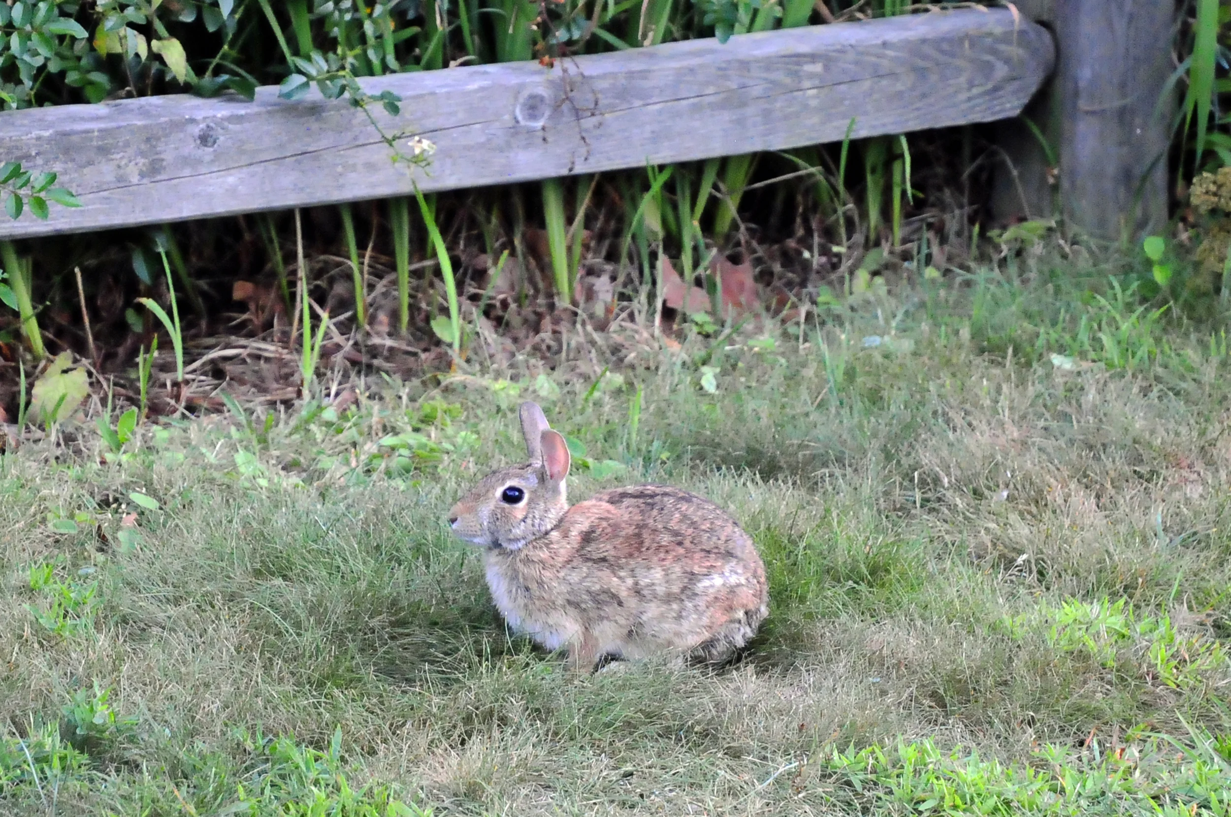 Cape Cod wildlife is pretty tame.