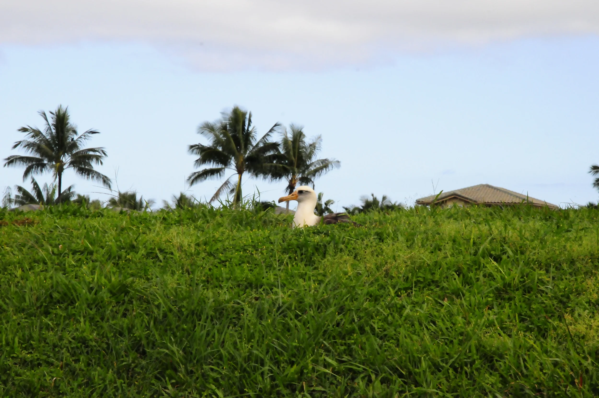 Laysan Albatross, Princeville
